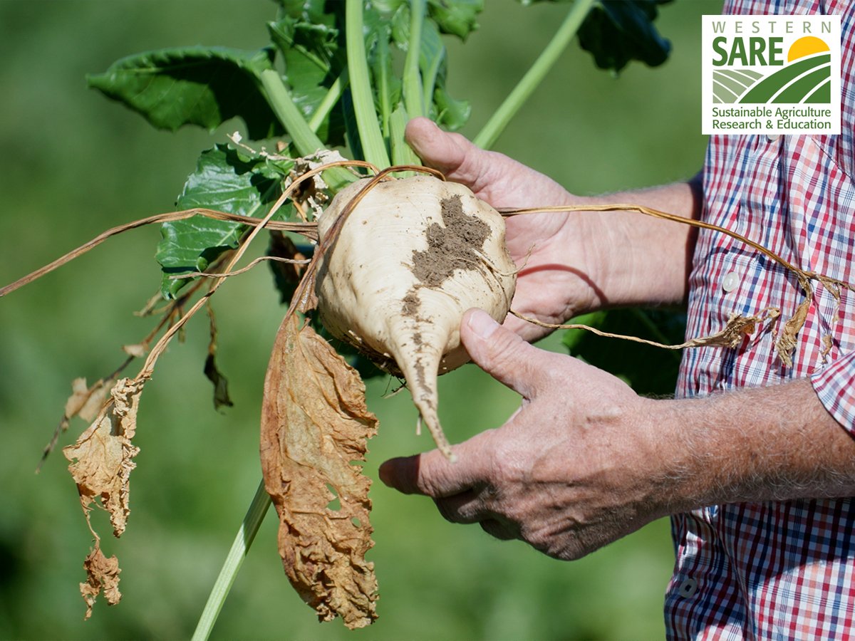 Improving Environmental and Economic Outcomes for Sugar Beet Farmers