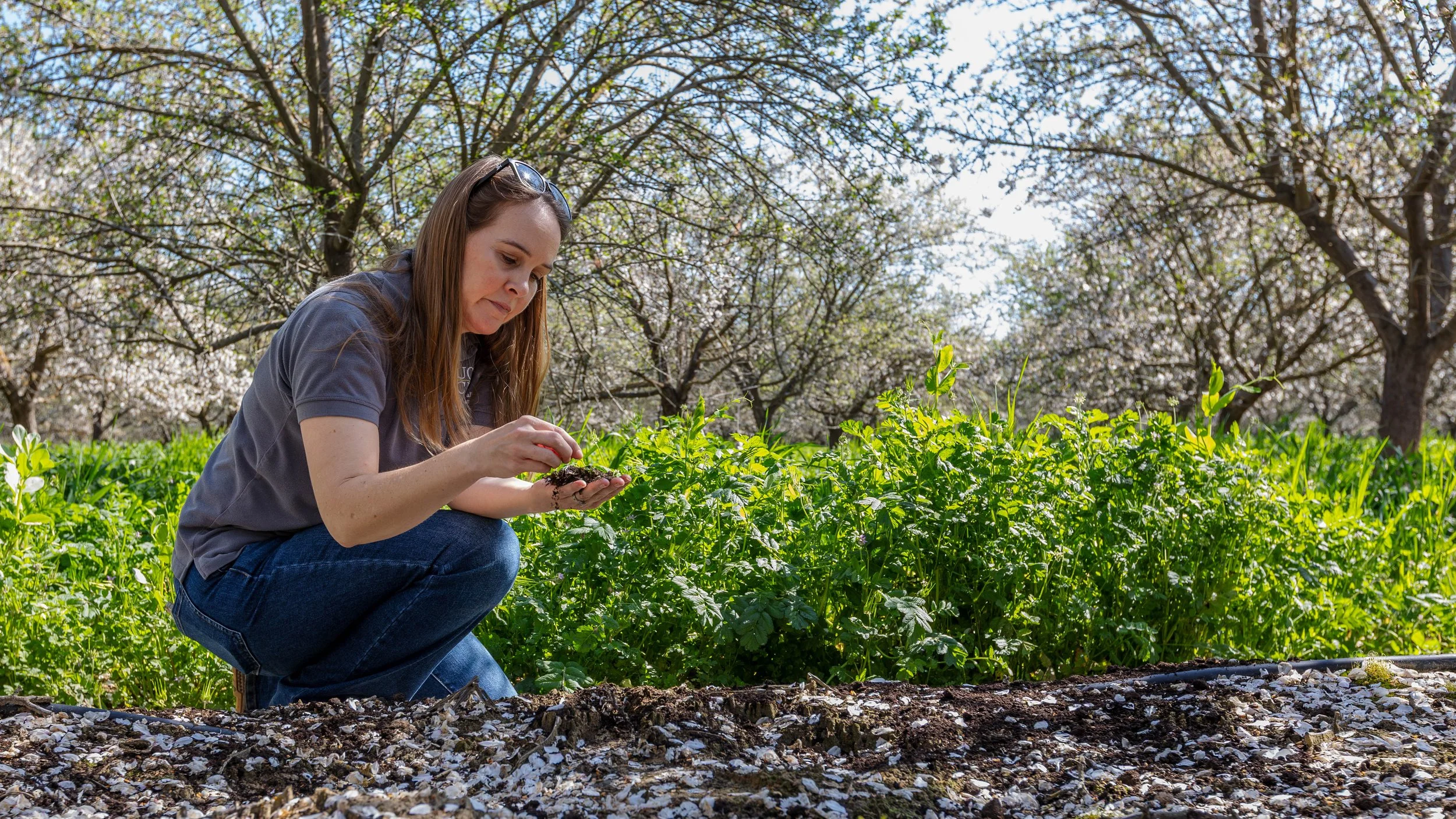 Integrating Cover Crops in Almond Orchards