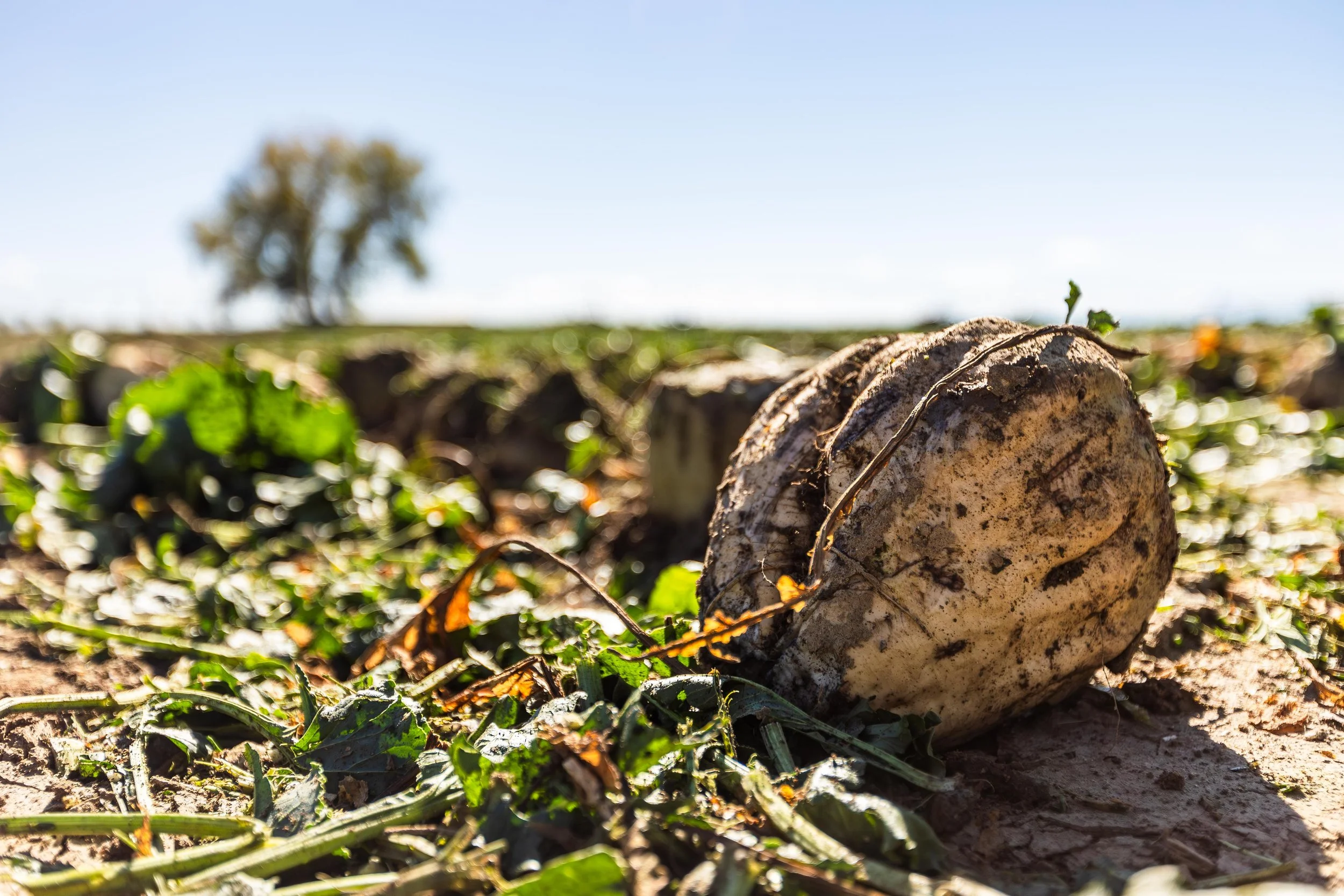 Western SARE Grants Colorado
