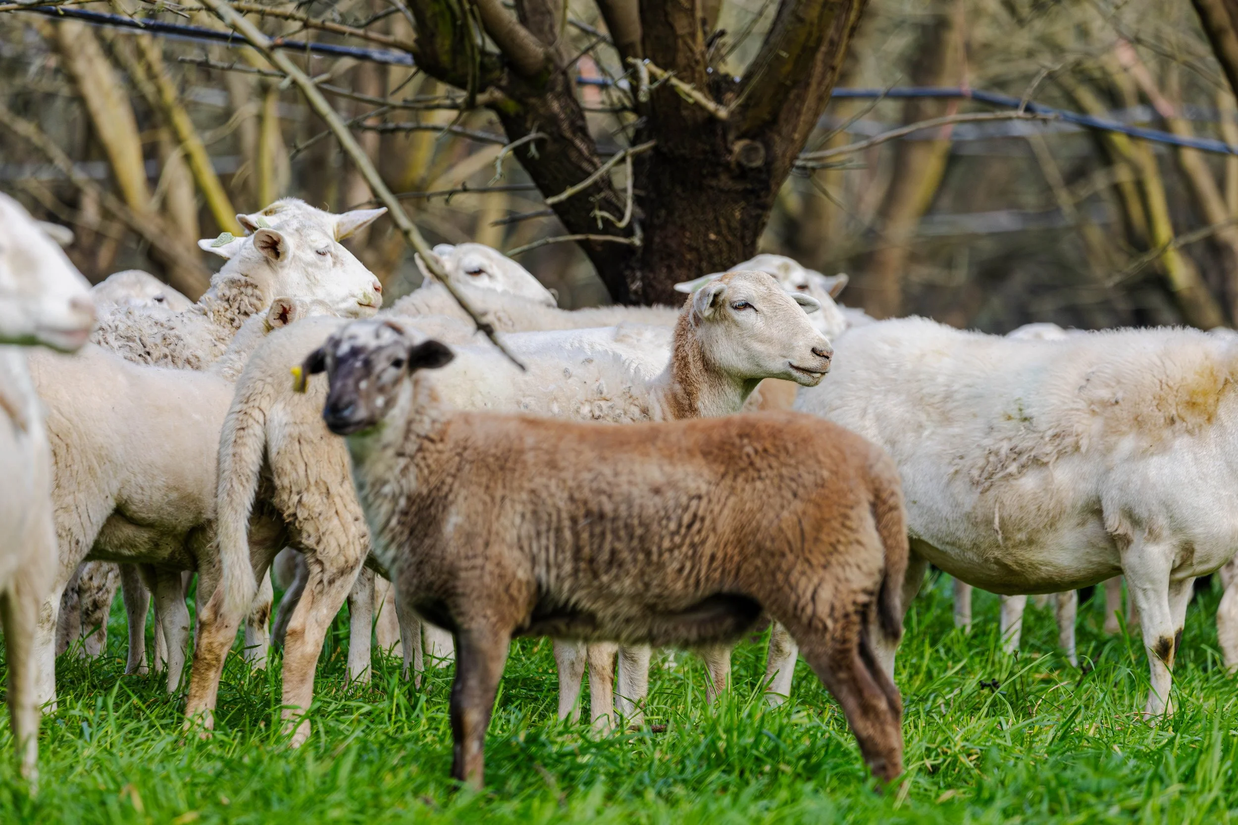 Sheep Grazing in Almond Orchards California