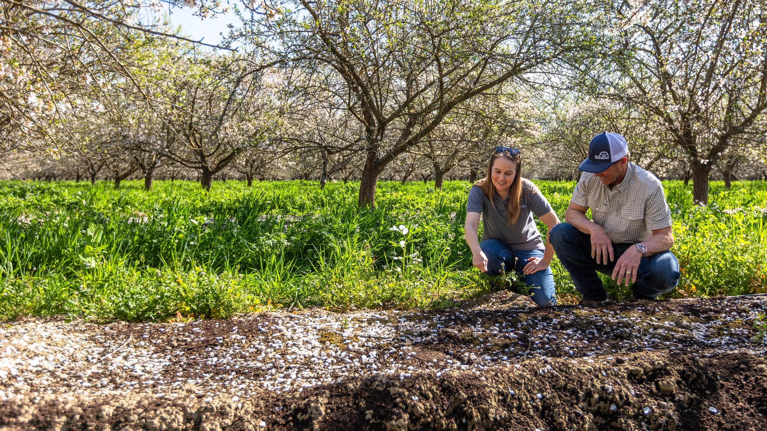 Integrating Cover Crops in Almond Orchards