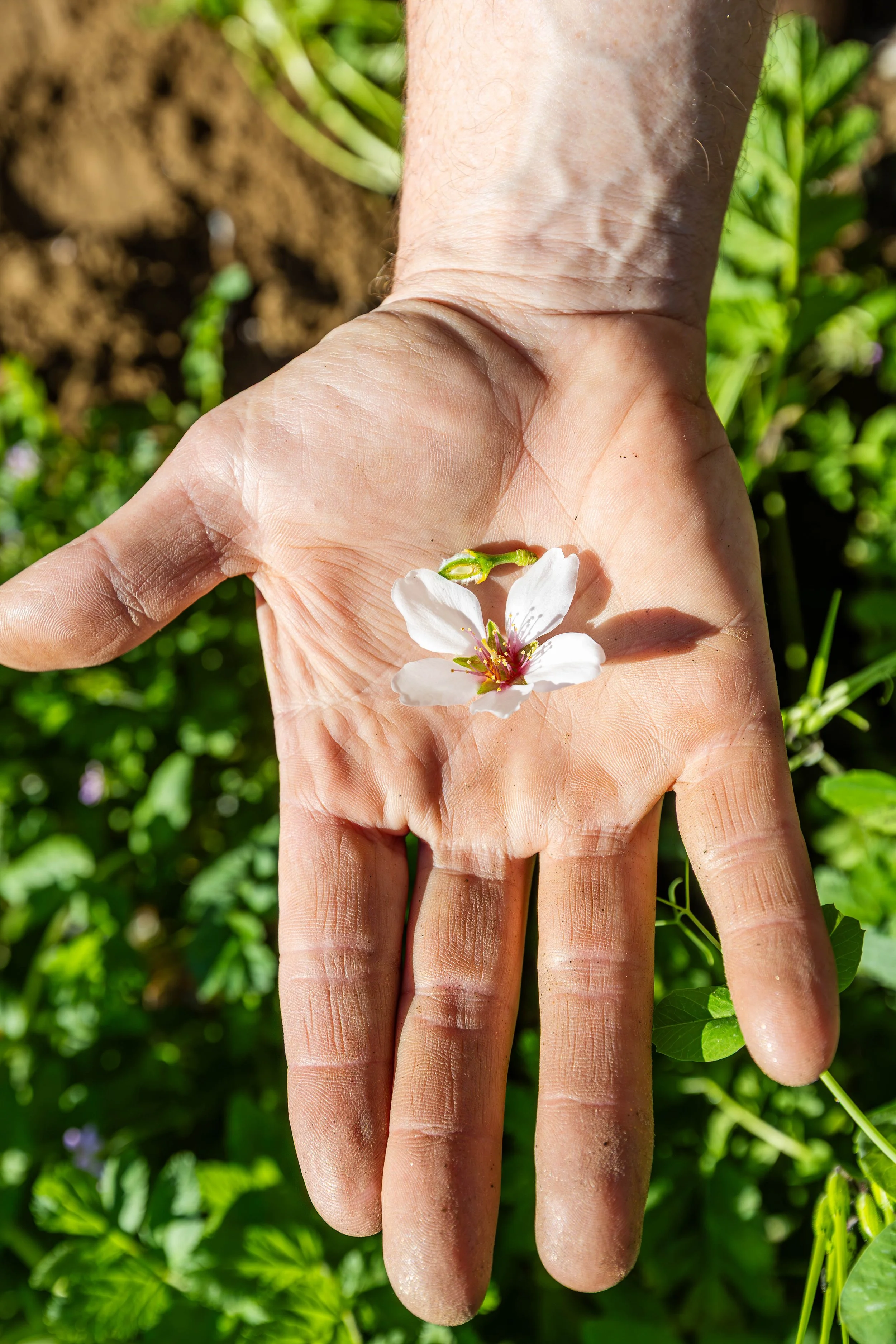 Western SARE Almond Orchards California