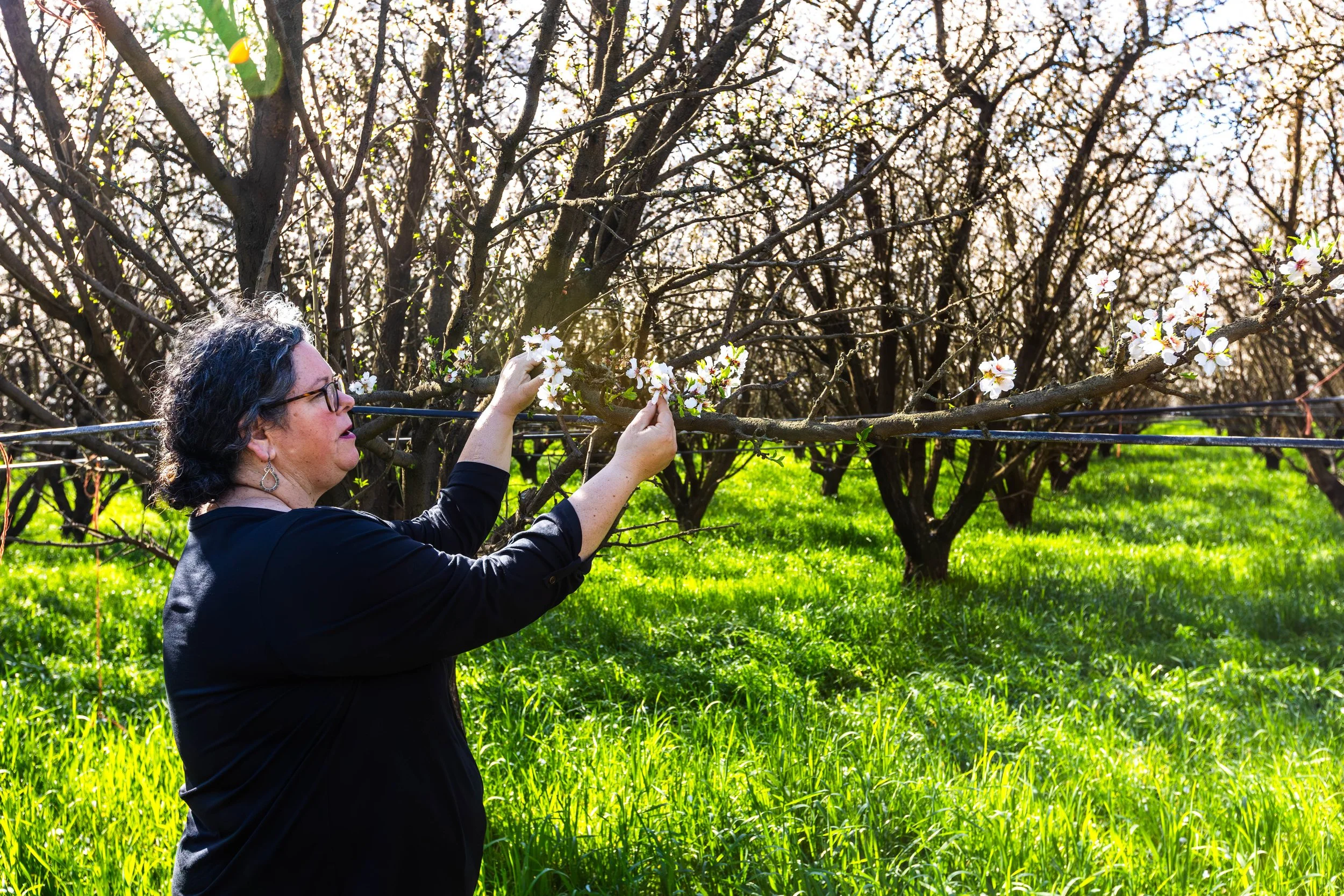 Sheep Grazing in Almond Orchards California