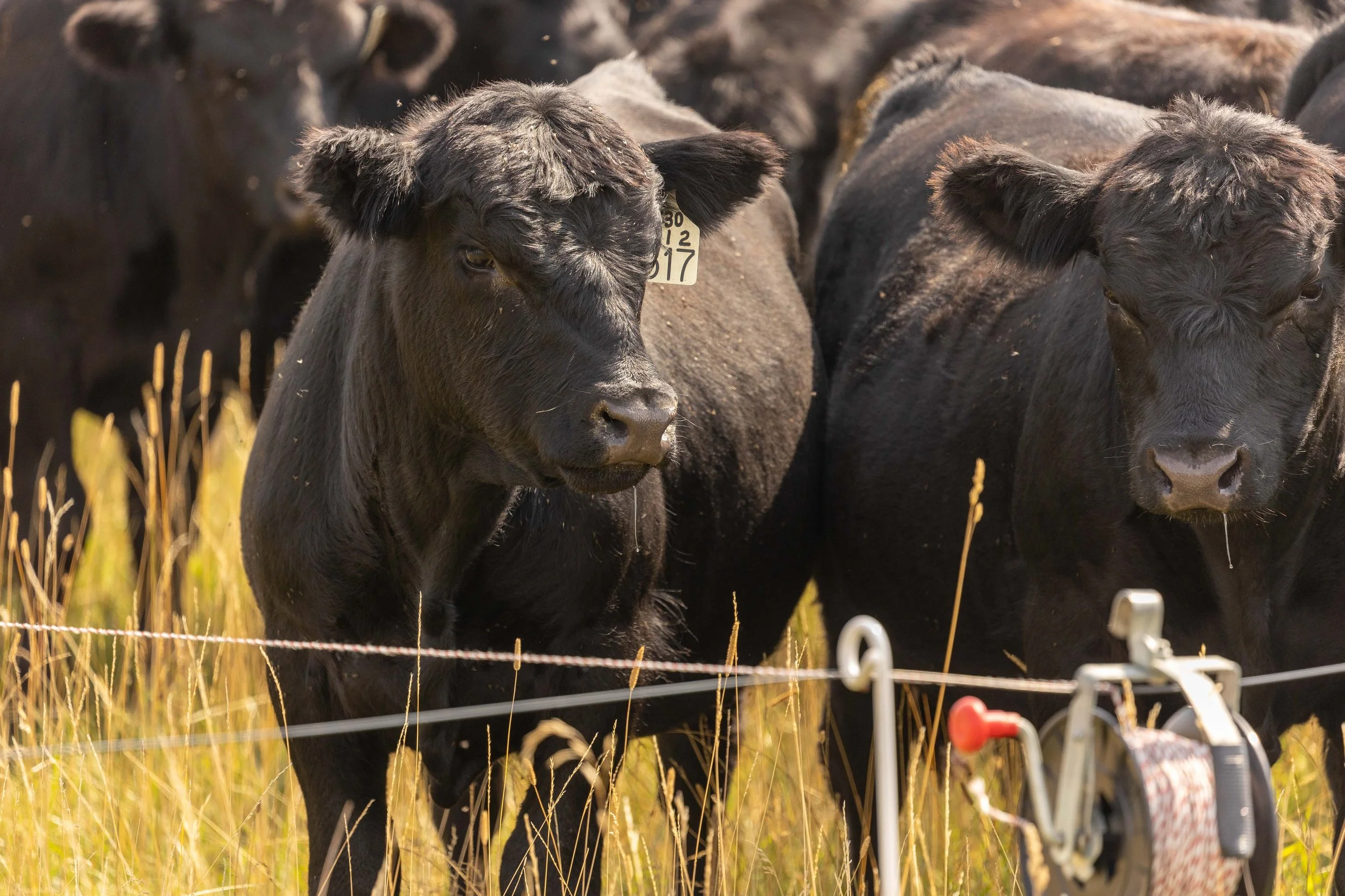 LD Productions Vimeo