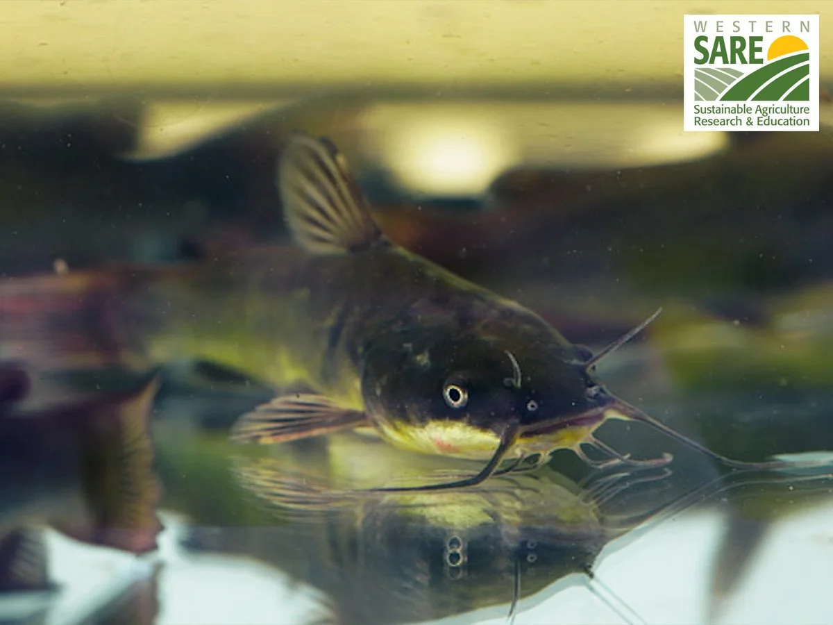Pairing Aquaculture with Agriculture