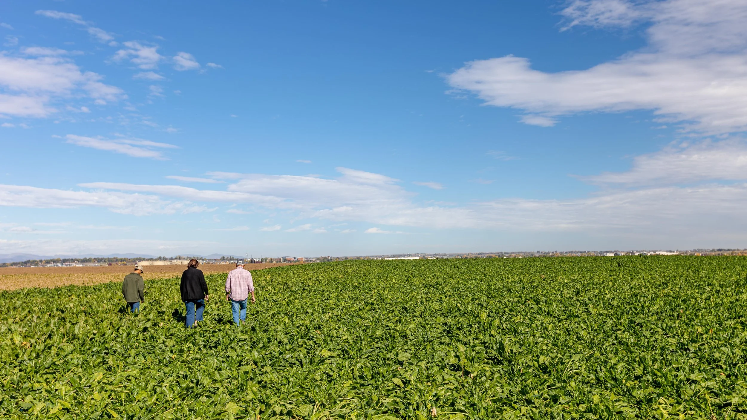 Longmont Colorado Sugar Beets