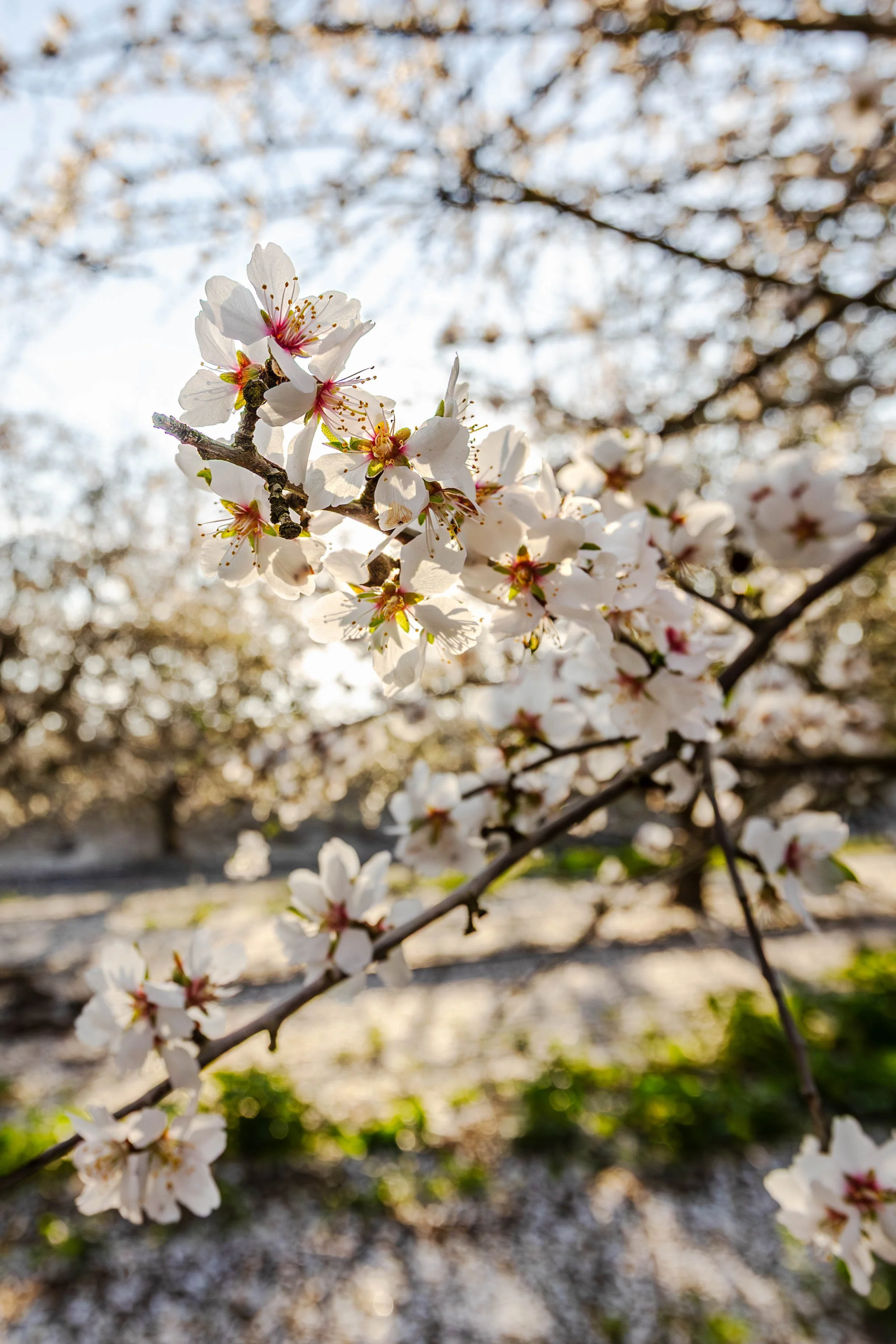 Integrating Cover Crops in Almond Orchards