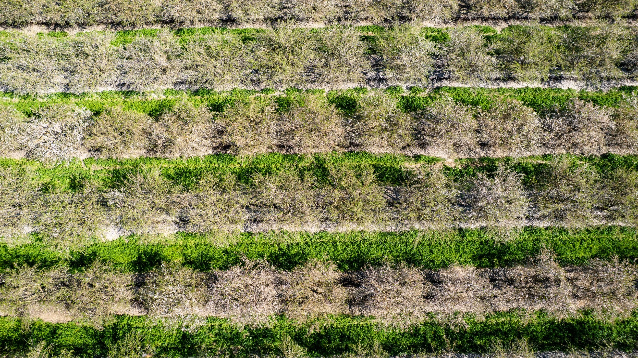 Western SARE Almond Orchards California
