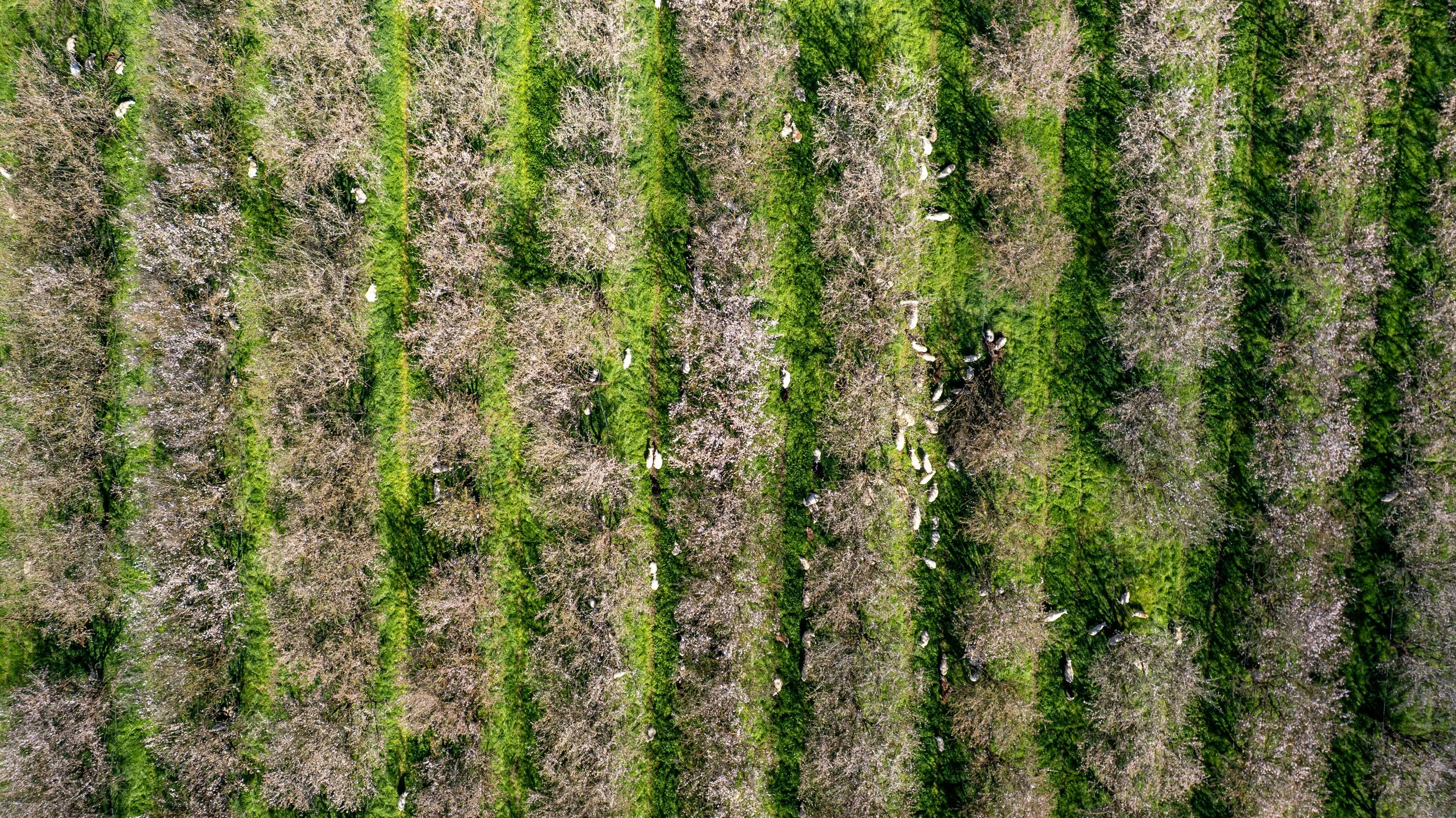 Western SARE | Burroughs Family Farms