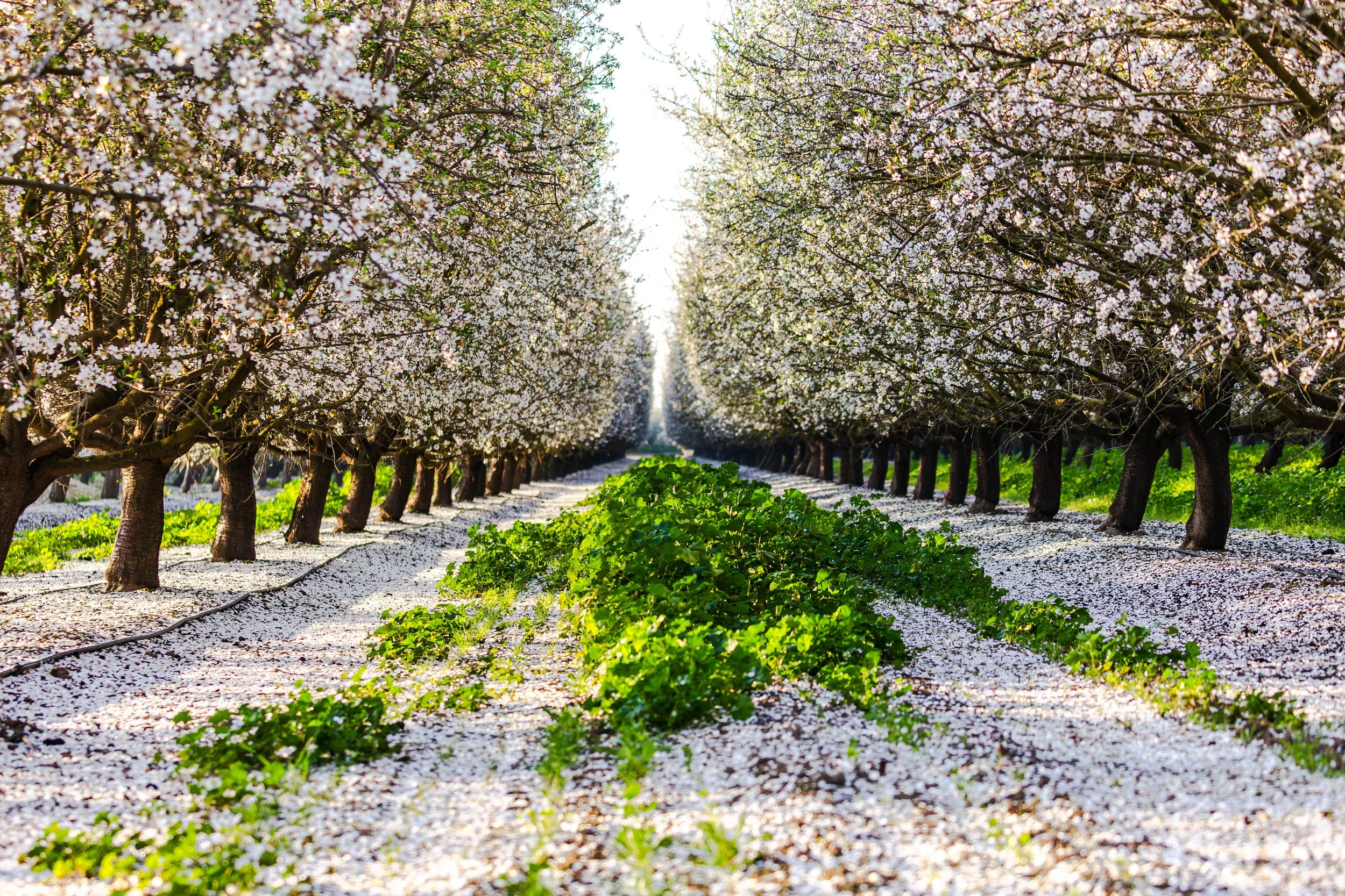 Western SARE Almond Orchards California