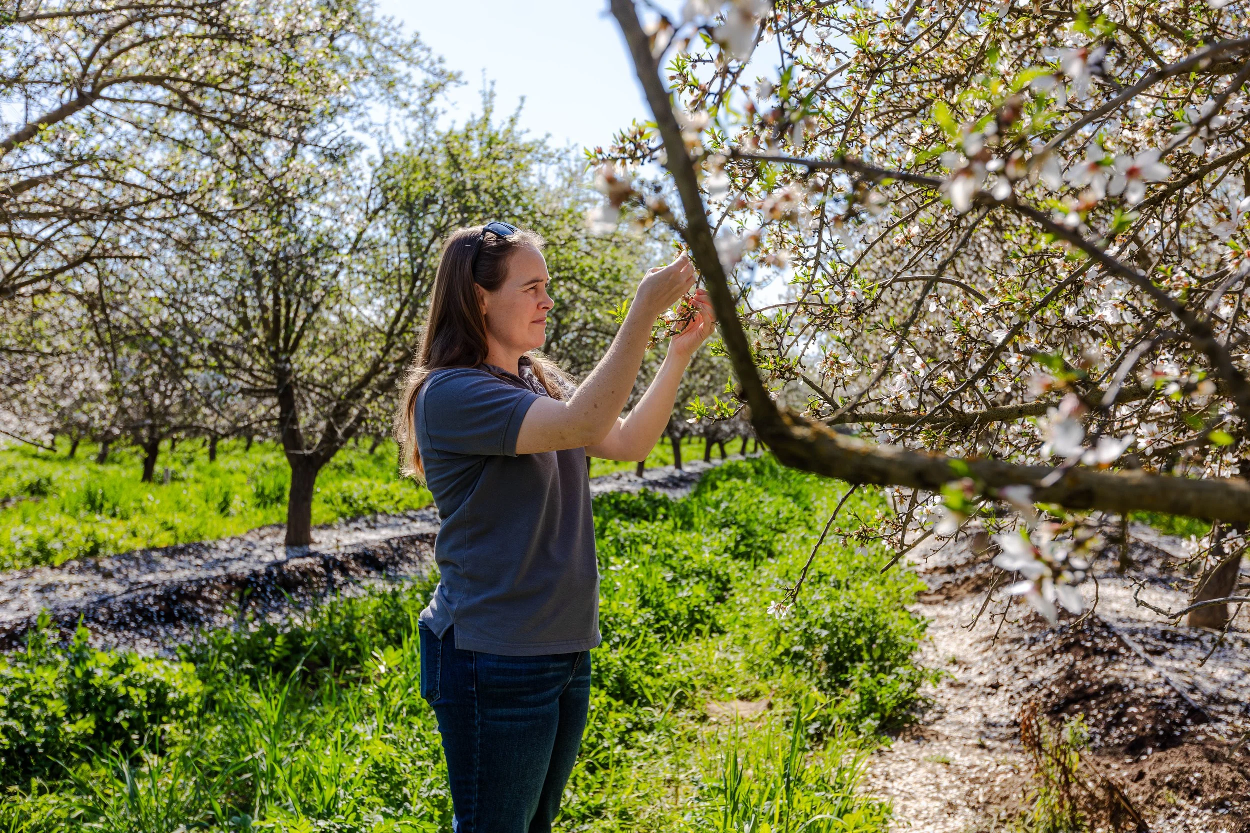 Integrating Cover Crops in Almond Orchards