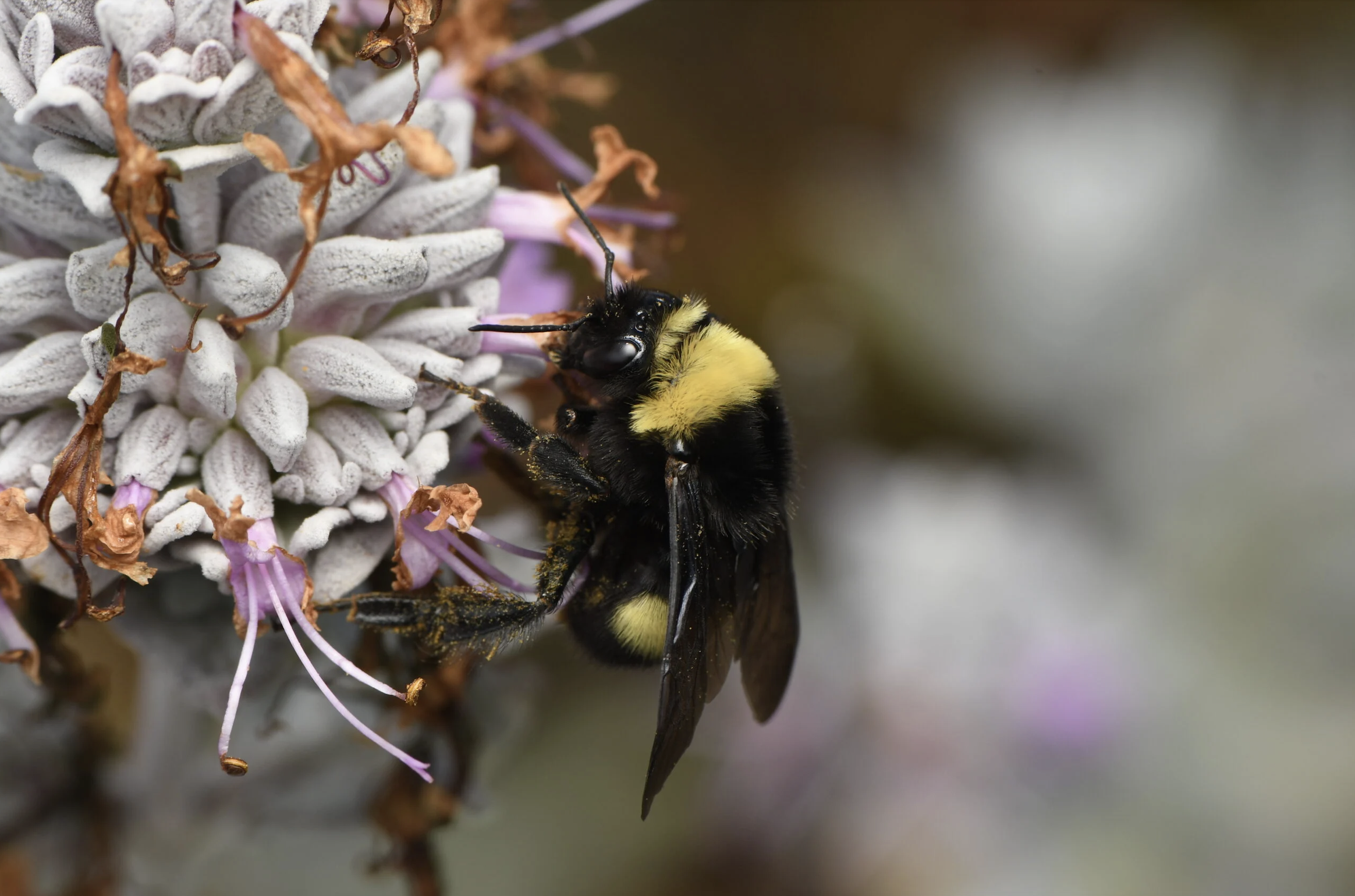 Agroforestry as a Pollinator Strategy: Enhancing Bee Habitat and Crop Yields