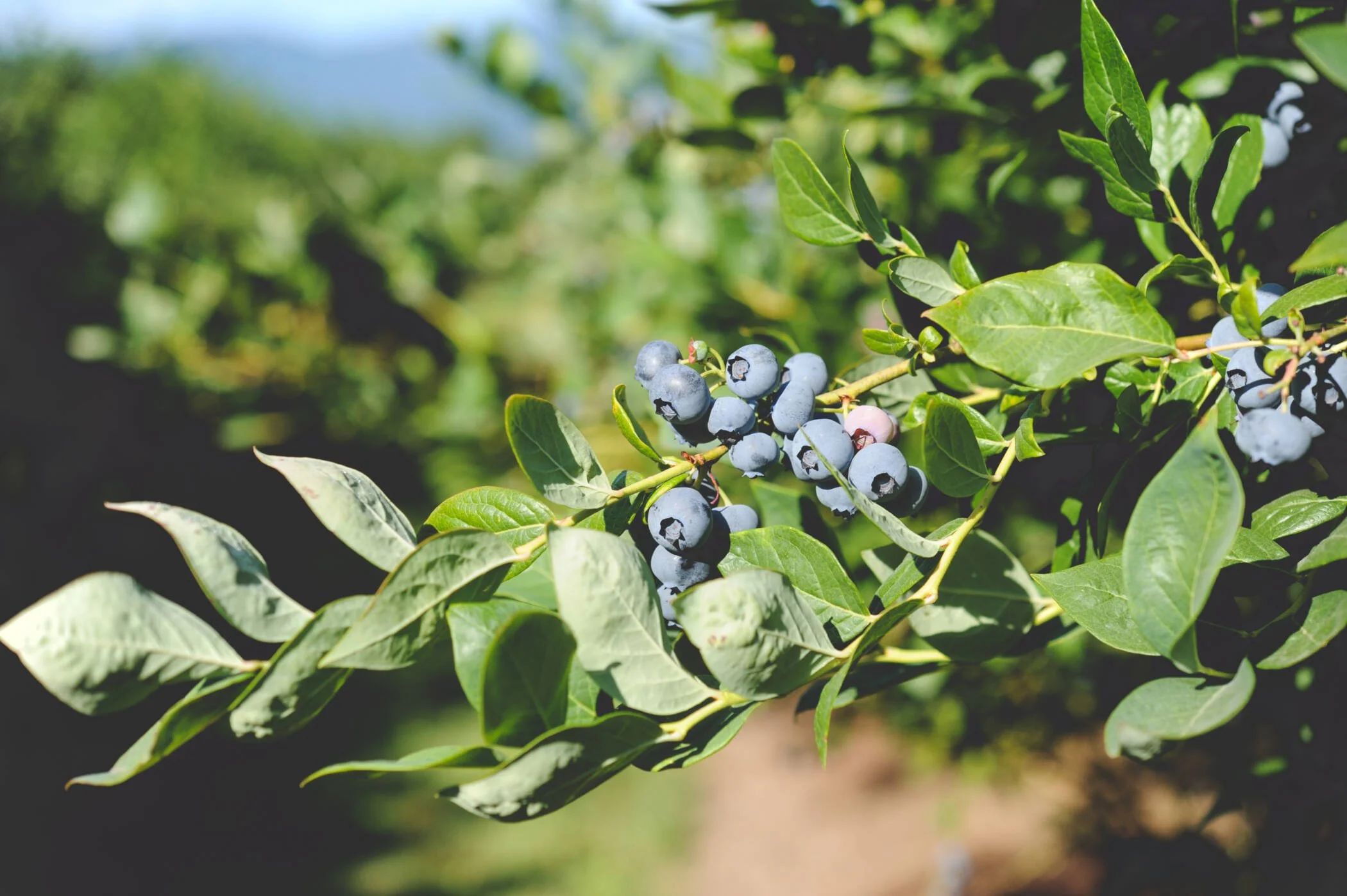 Field Day at Pacific Northwest Organic Center