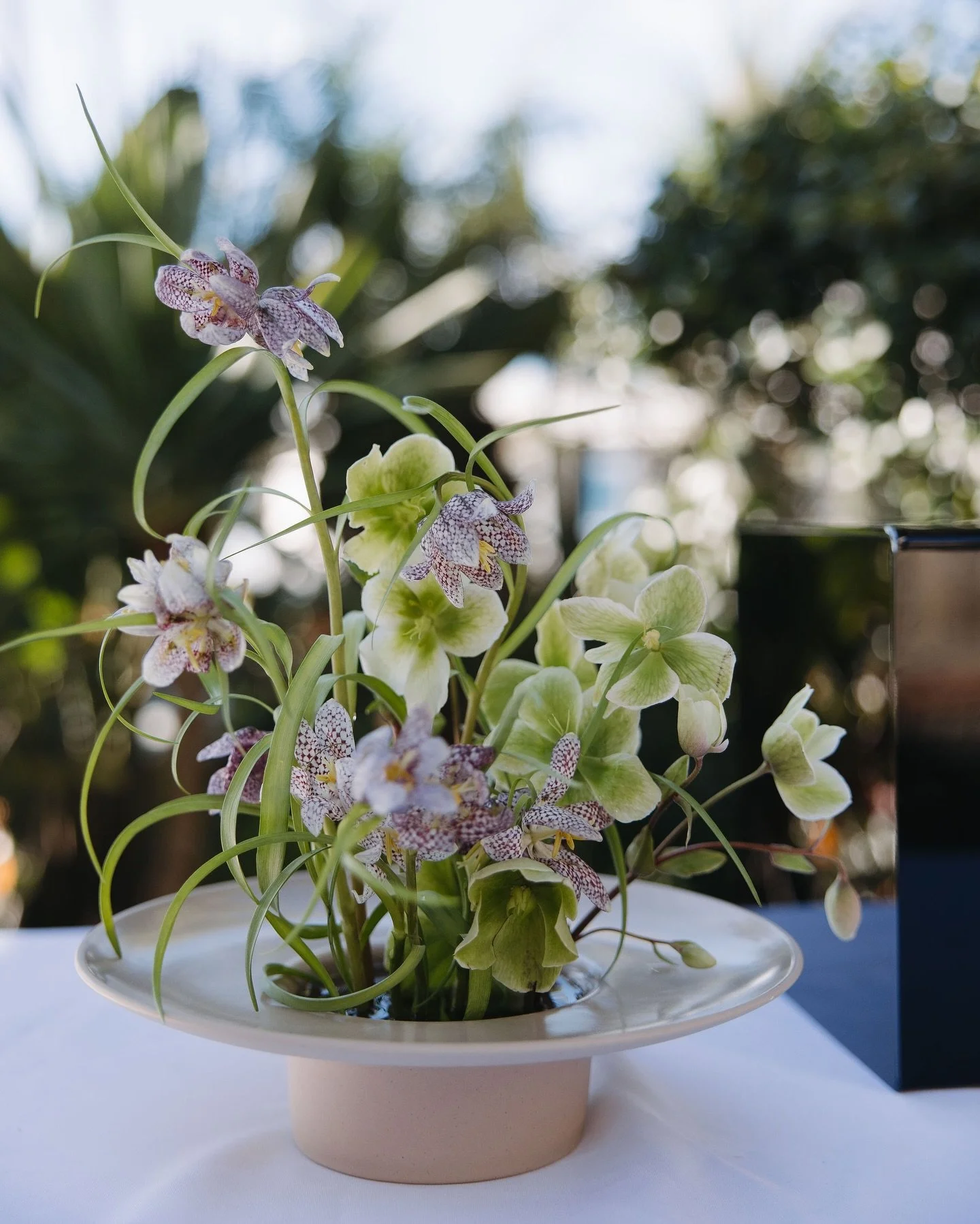 Fritillaria addict? Me? No! Neverrrrr 🤞🏽