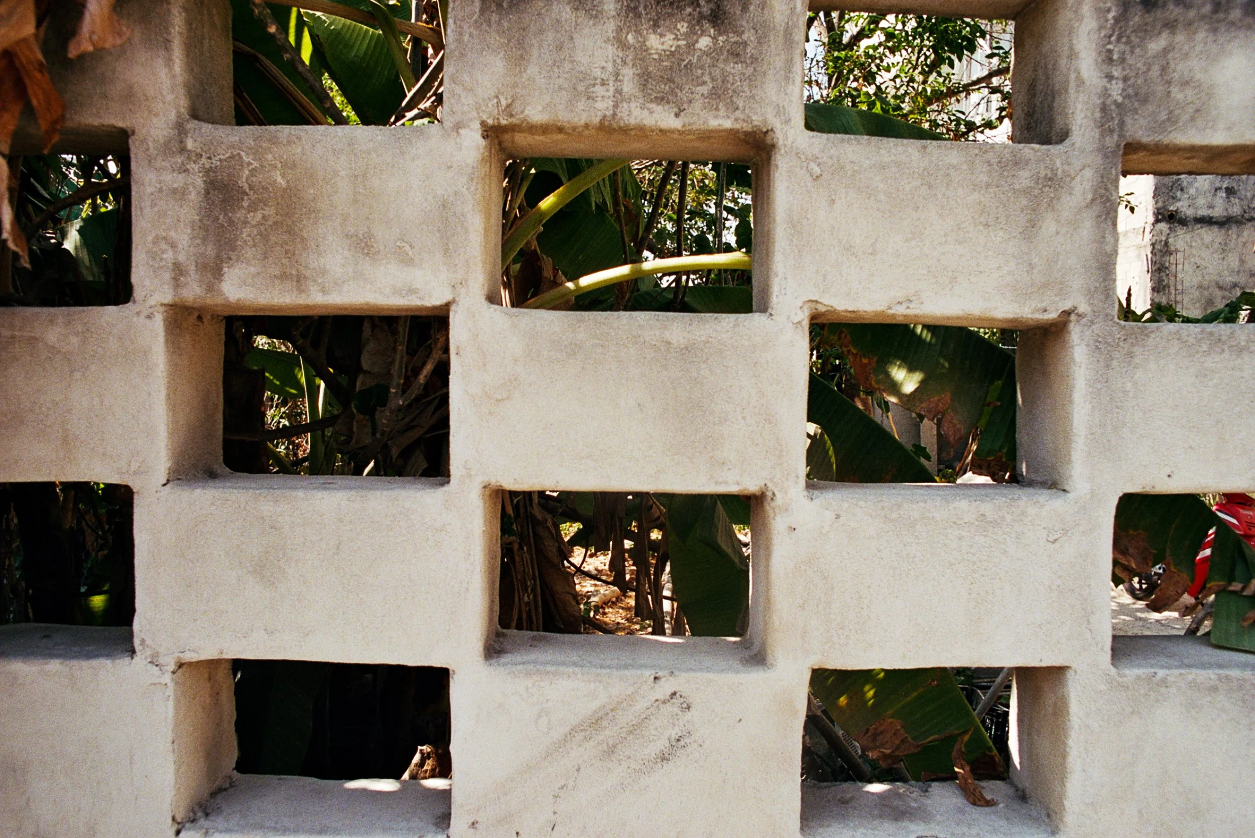 PALM INFRARED-16.JPG