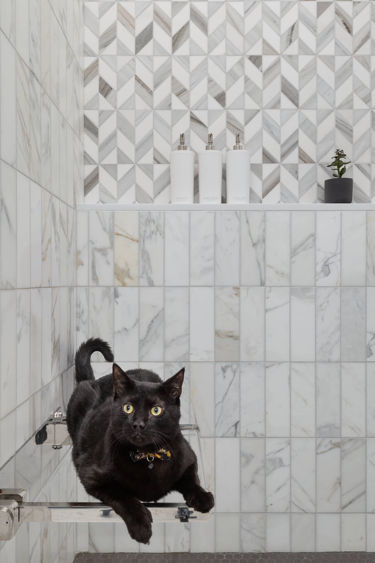 EZR Cat in Shower.jpg