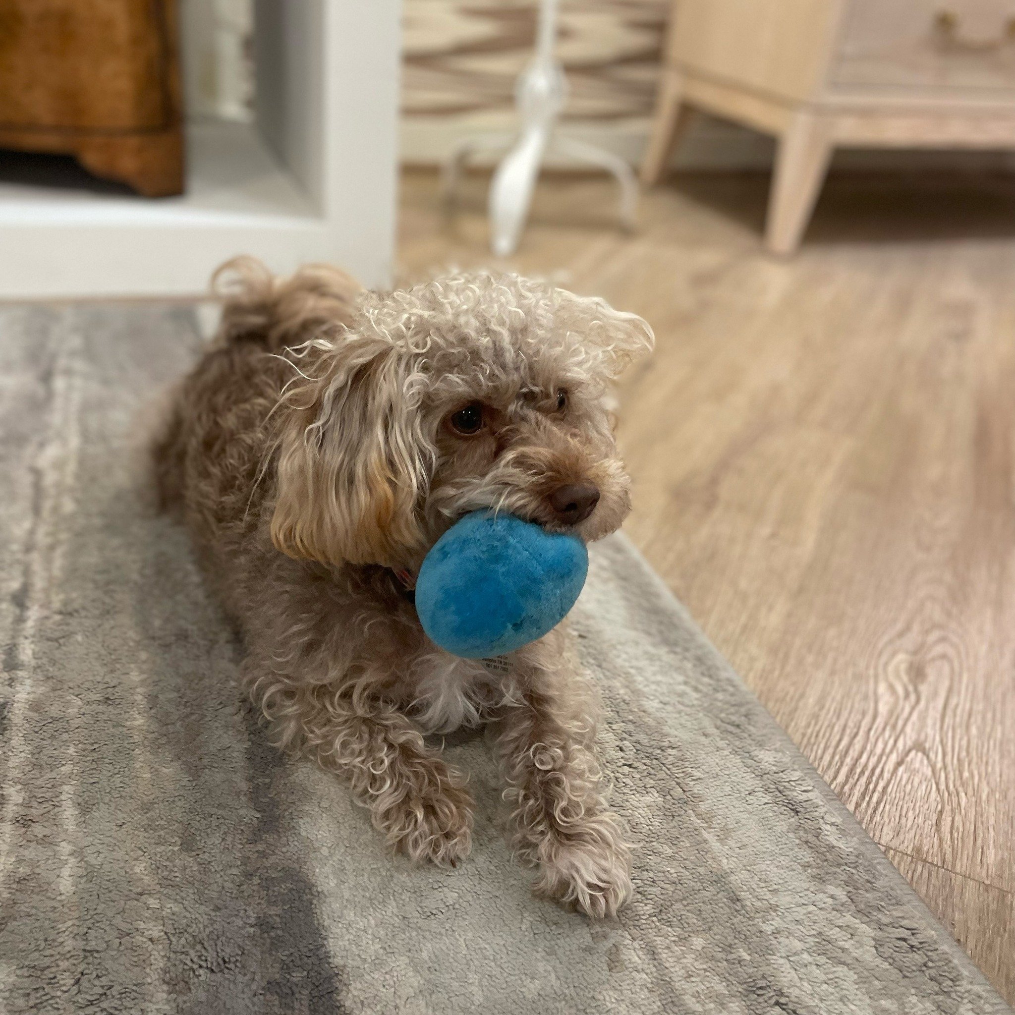 17,000+ steps and day 3 in the books.  We saw some amazing products but Monty was the absolute highlight!

#hpmkt #highpointmarket #monty #dogsofinstagram #uttermost #tobedesigngroup