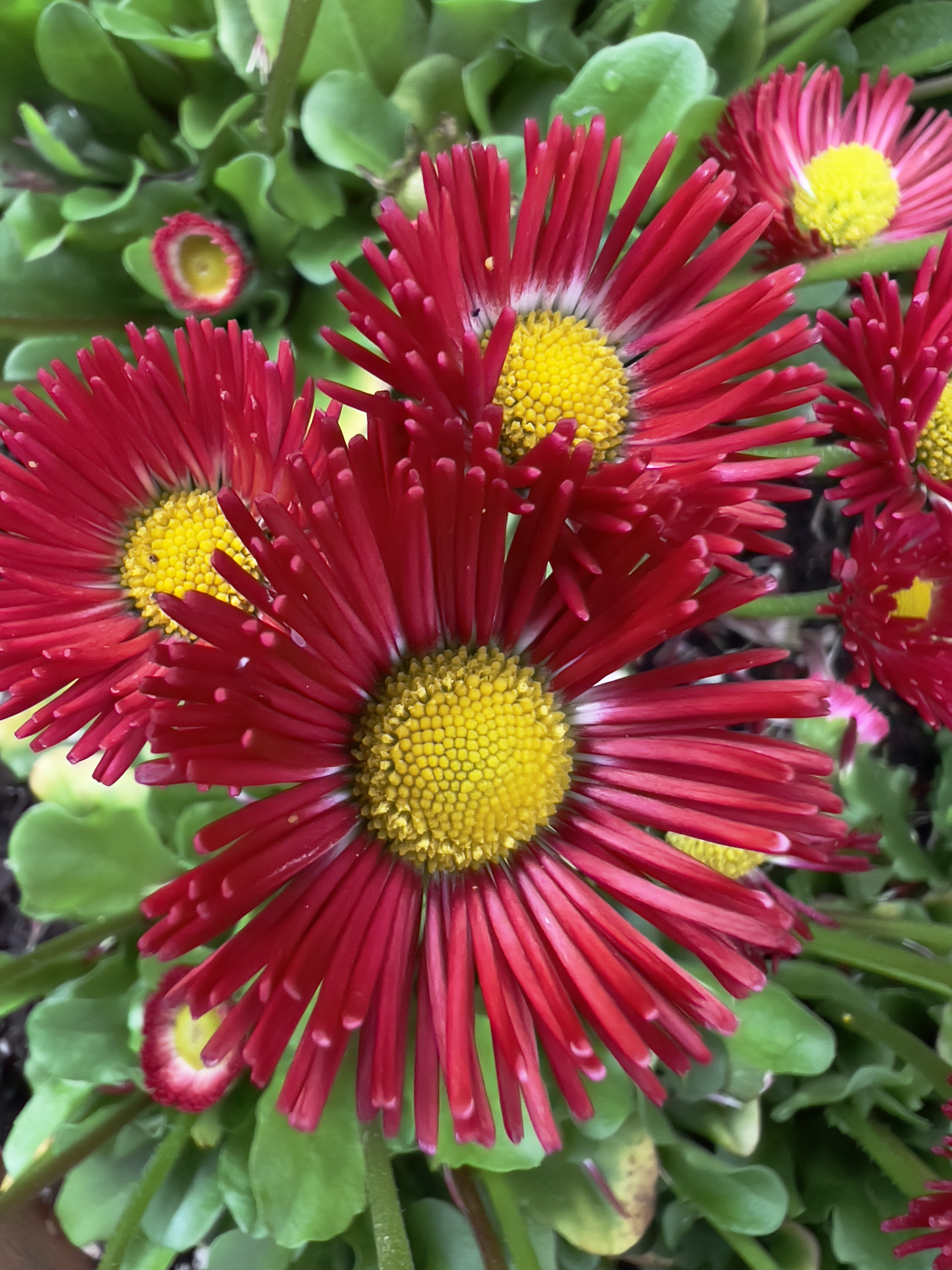 IMG_0966.jpeg