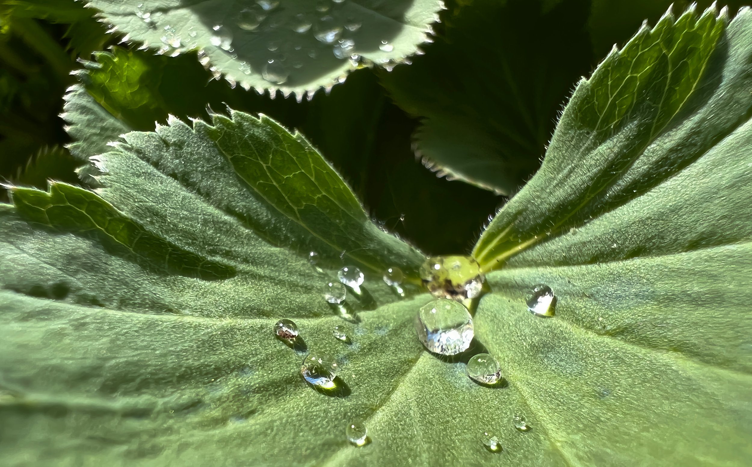 Raindrops on a leaf