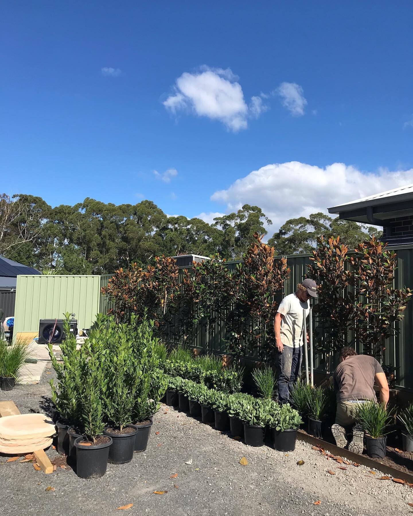 Planting day @currambene.landscapes