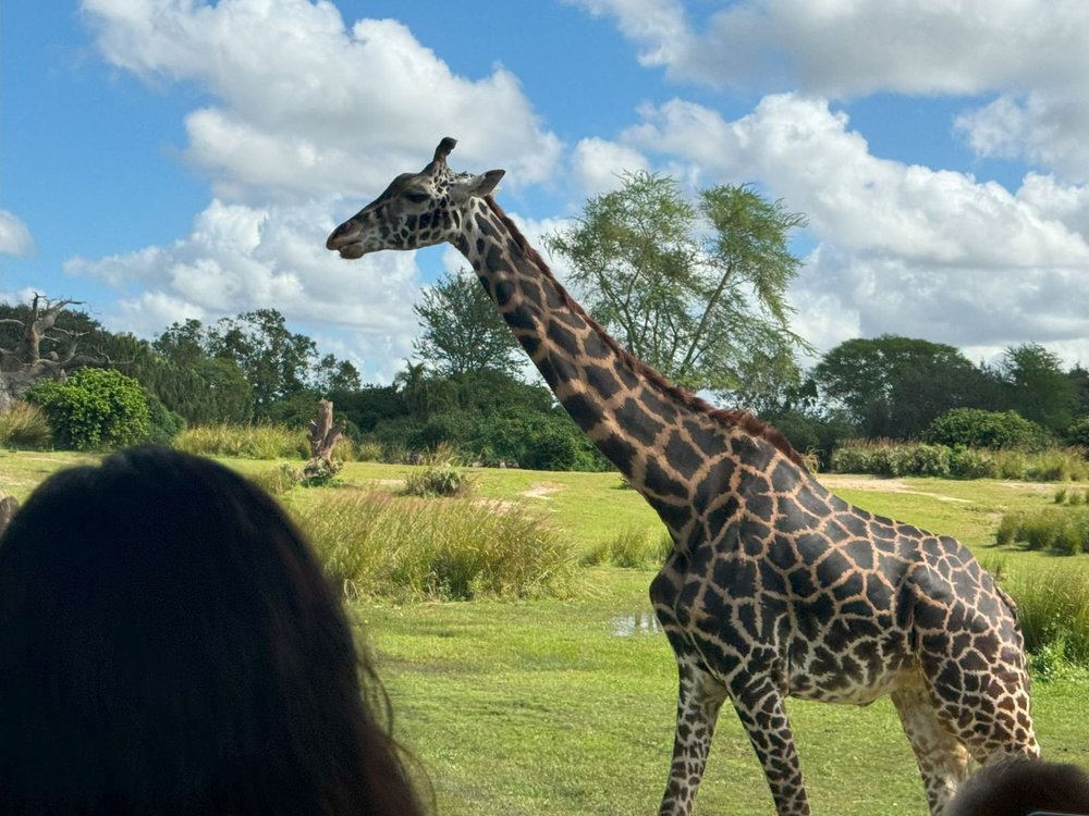 Gee Raffe 19 Best Tips for Disney World's Animal Kingdom! — Second Dad to the Right