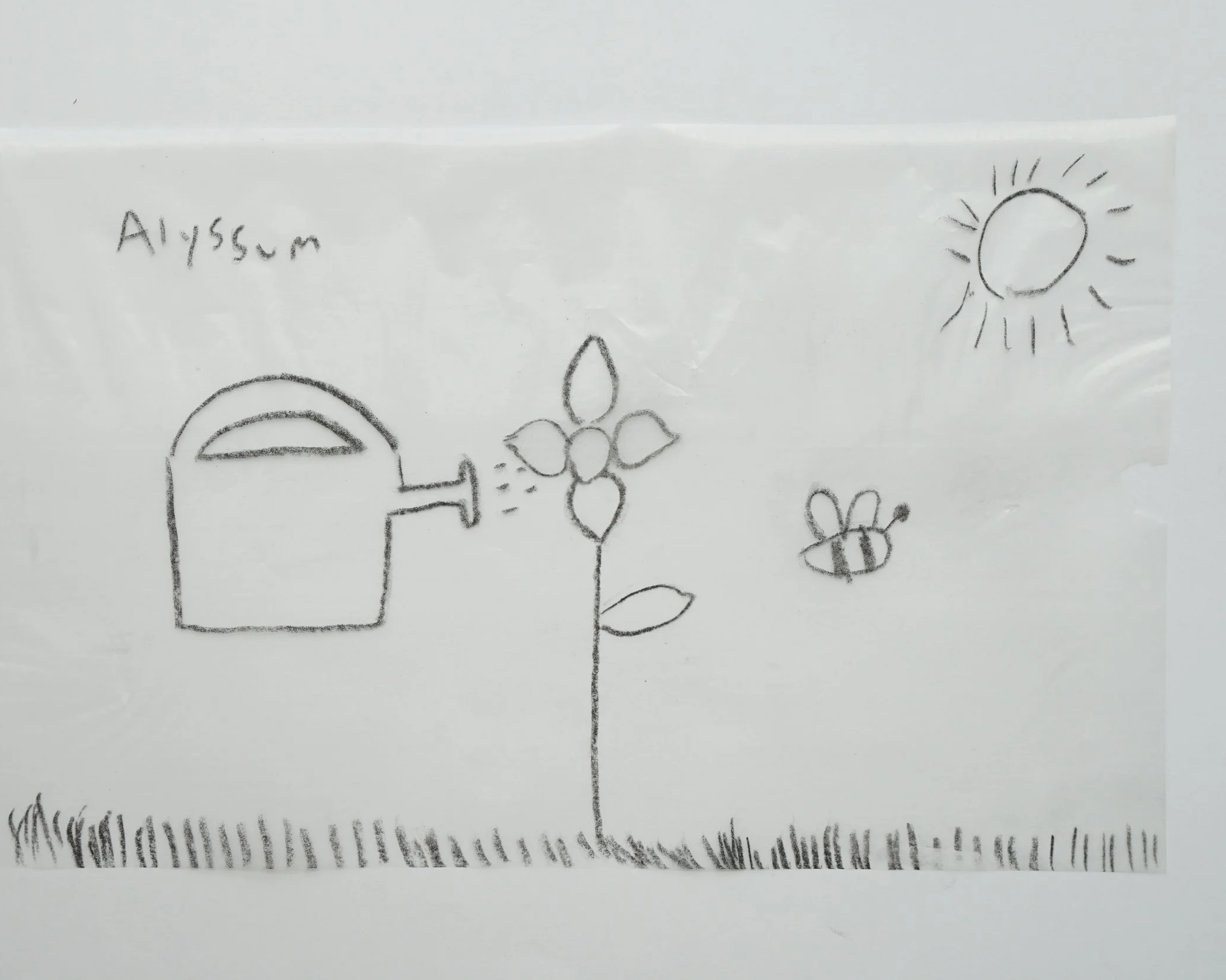 Alyssum.png