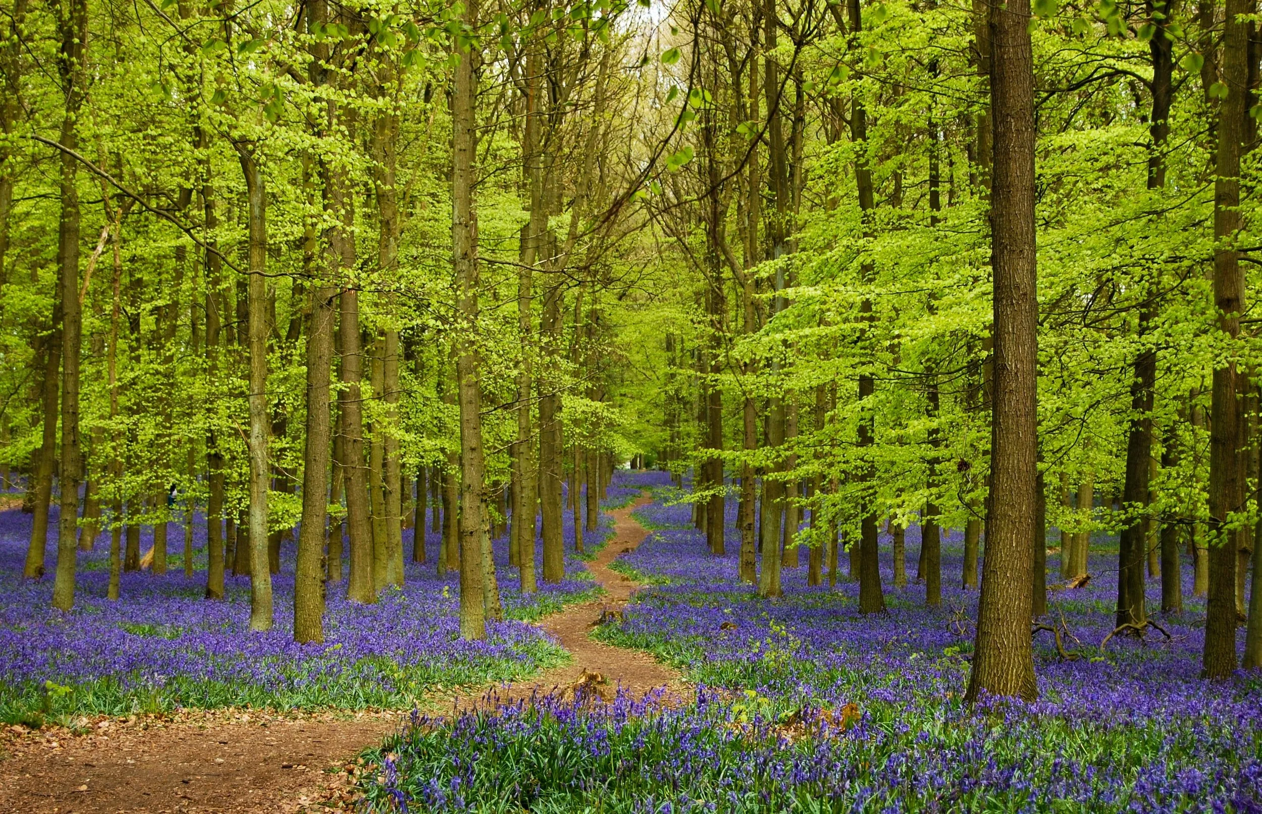 Little Gaddesden & Ringshall