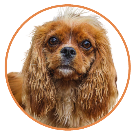 Social Pup Supporter