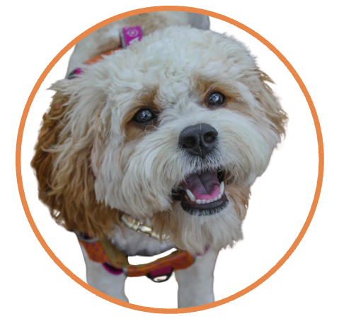Park Patrol Supporter