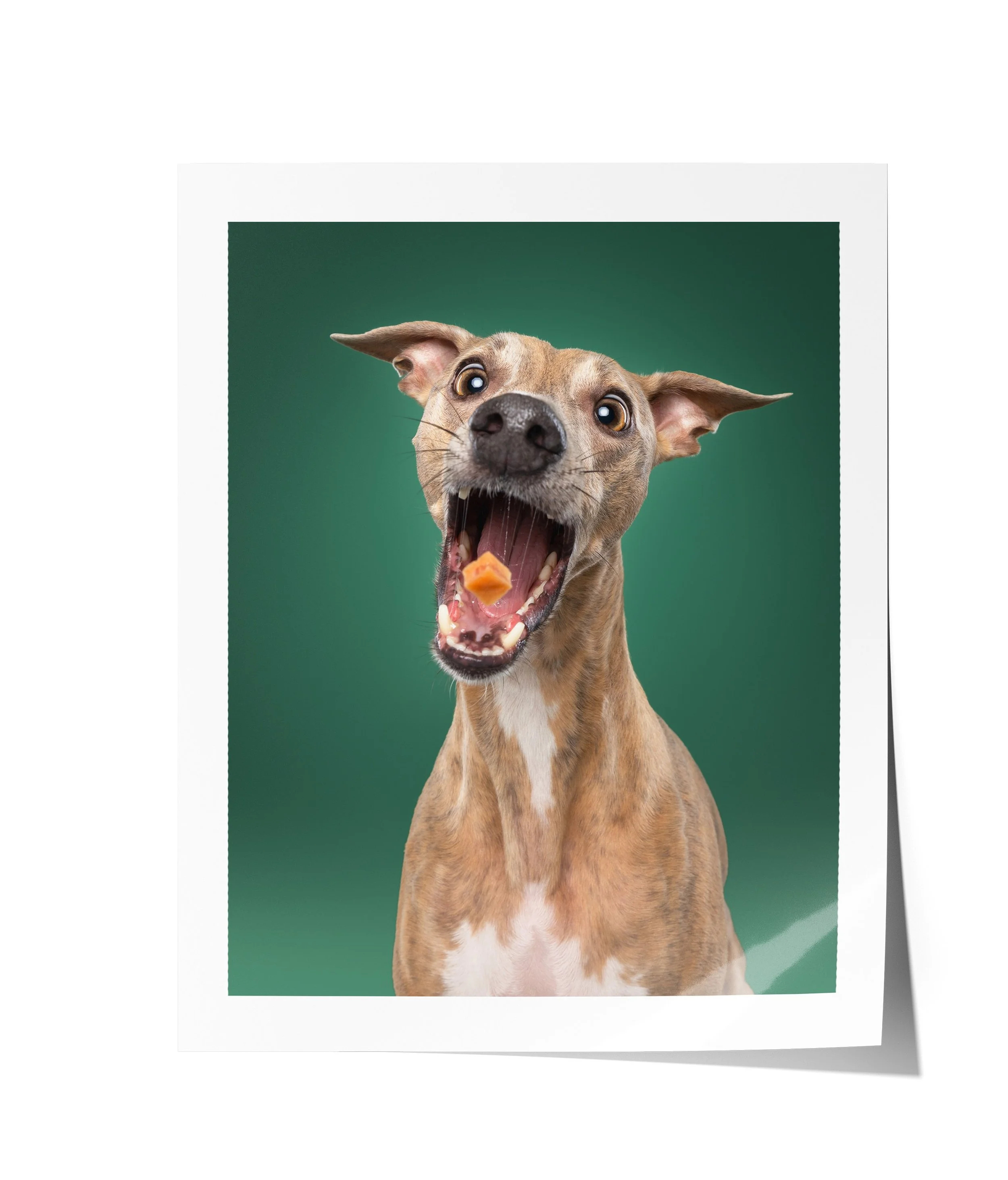 Treat catching shots | Exclusief hondenportret van High-End fotostudio Motherpuppers, de nr. 1 bestemming in Europa voor luxe hondenfotografie door award-winning hondenfotograaf Kimberley Jongen