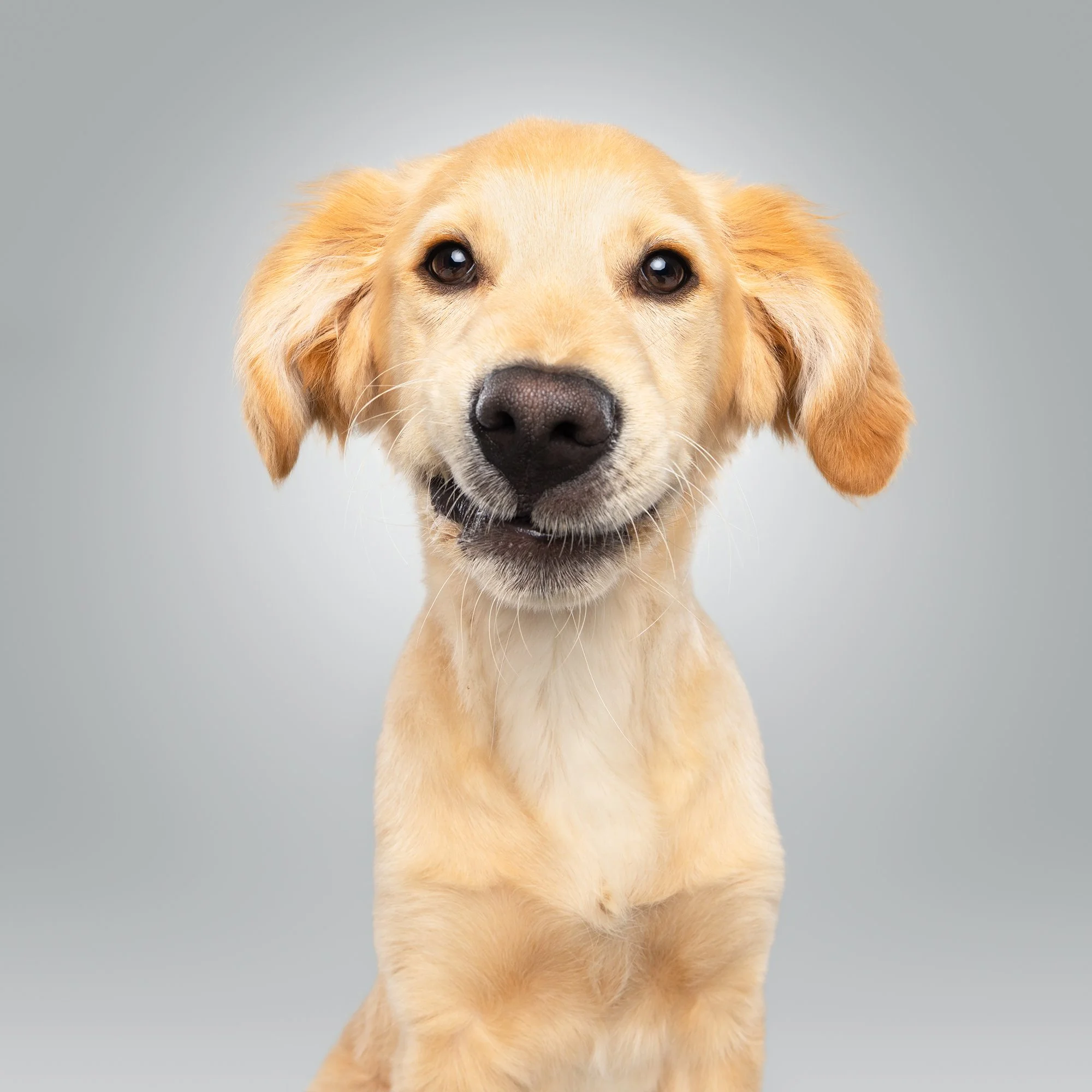 A close-up of a cute, yellow Labrador Retriever puppy with a smile, against a solid gray background.