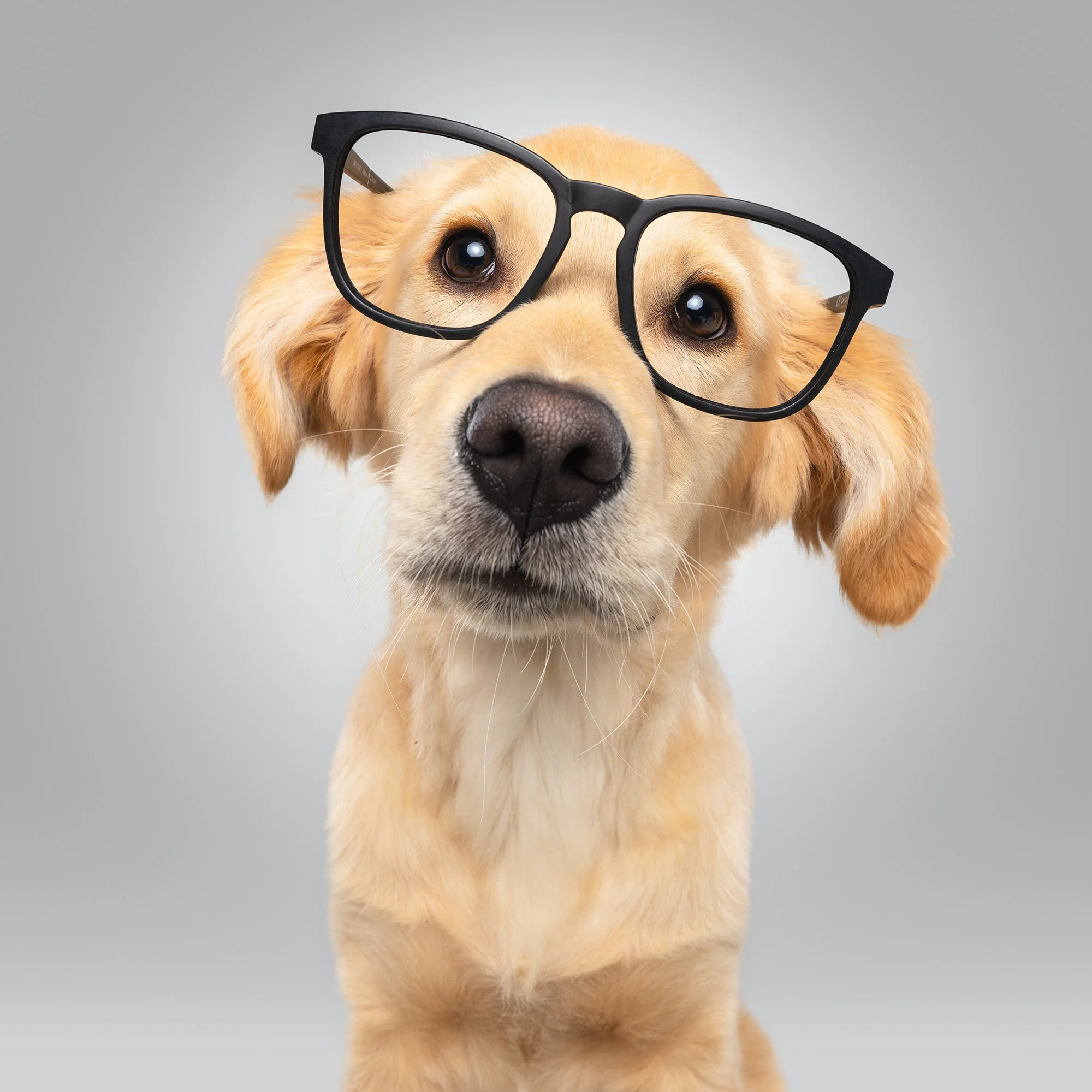 Golden retriever with glasses looking at the camera against a gray background.