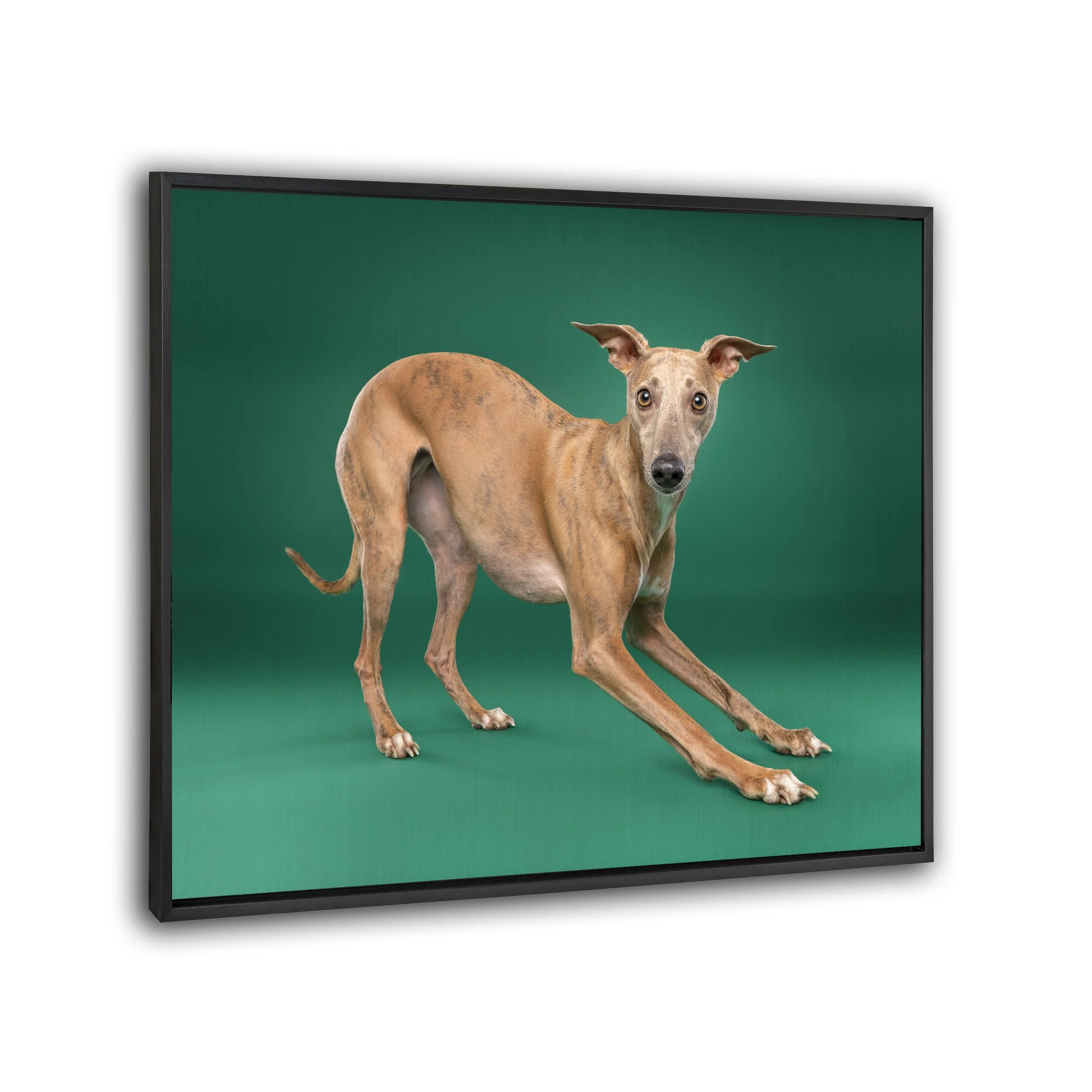 Aluminium wanddecoratie  | Exclusief hondenportret van High-End fotostudio Motherpuppers, de nr. 1 bestemming in Europa voor luxe hondenfotografie door award-winning hondenfotograaf Kimberley Jongen