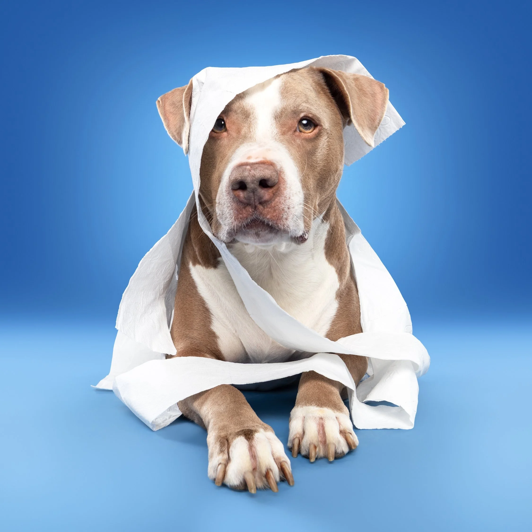 POOtrait minies 💩