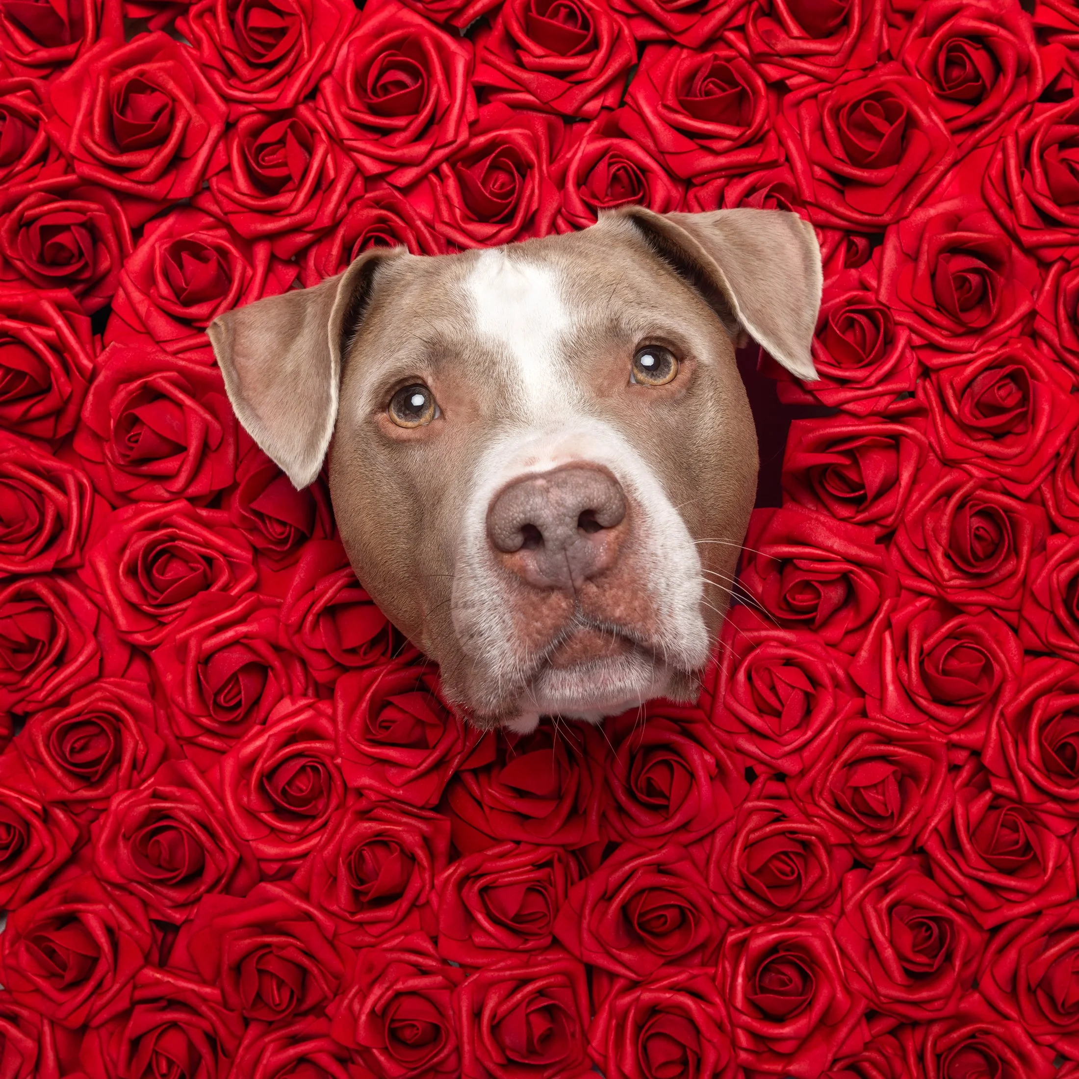 Valentine minies❤️