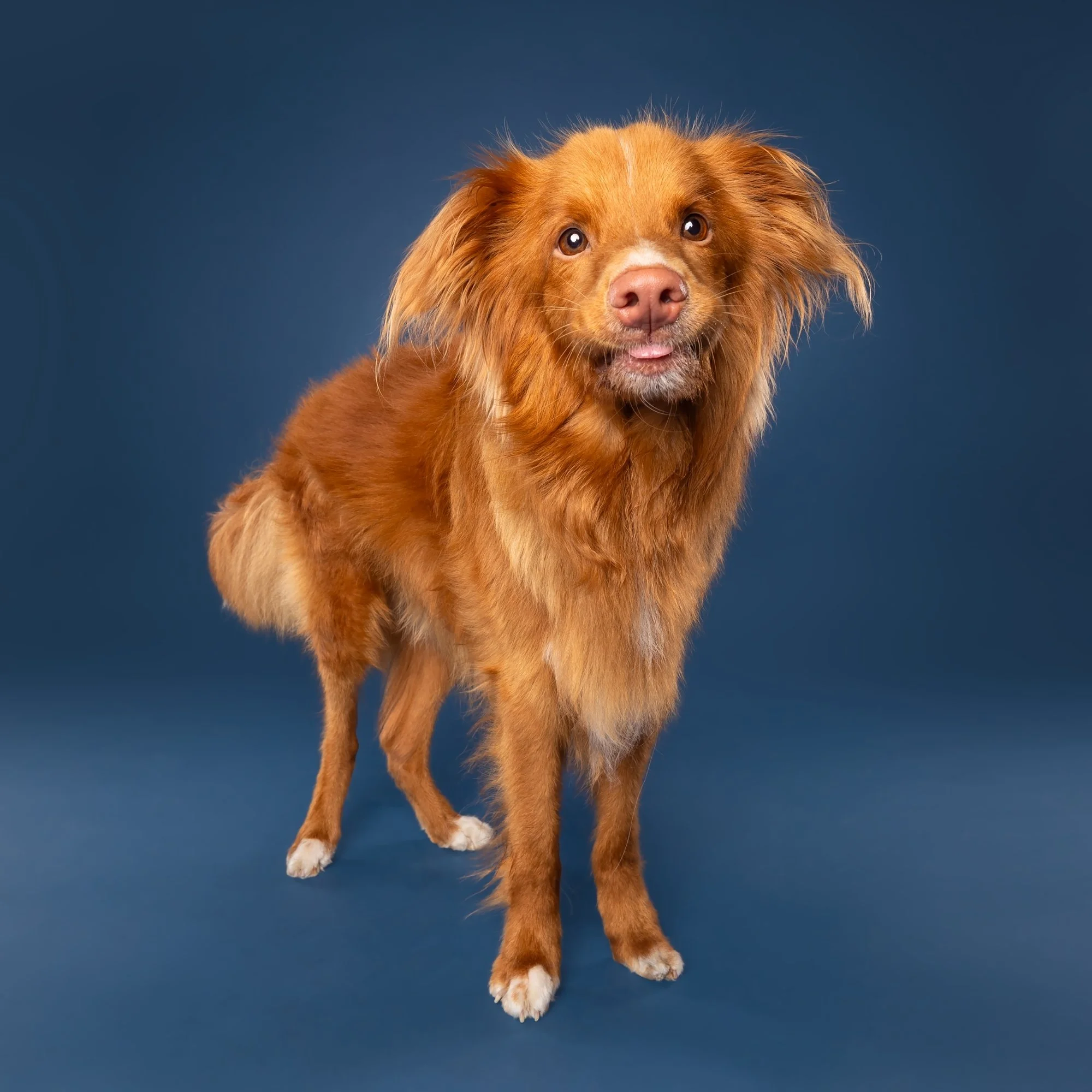 Novascotia ducktolling retriever