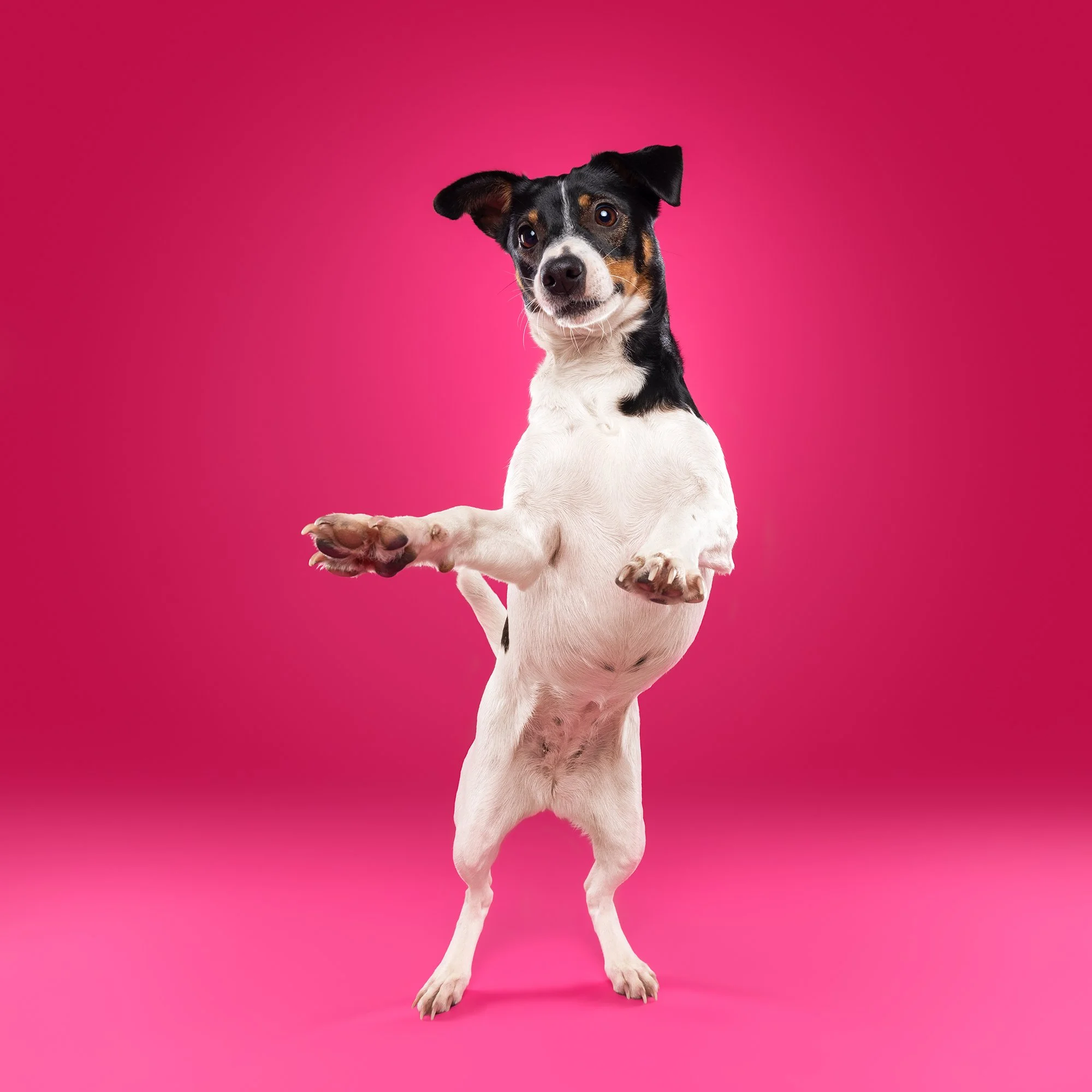 hondenfotografie in de studio met een felle roze achtergrondkleur. De hond is relaxed en speels