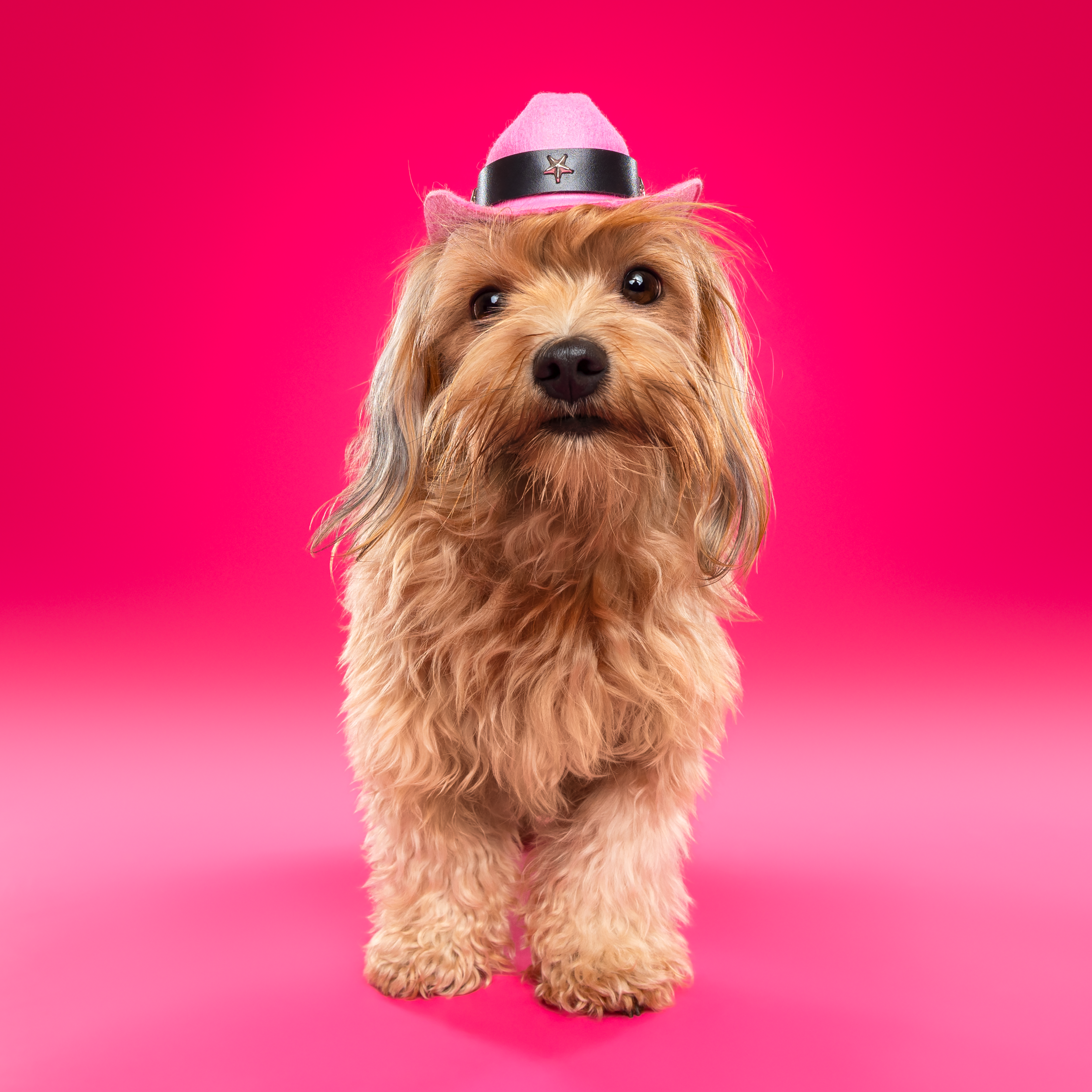 hondenfotoshoot bij honden fotograaf Motherpuppers Studio