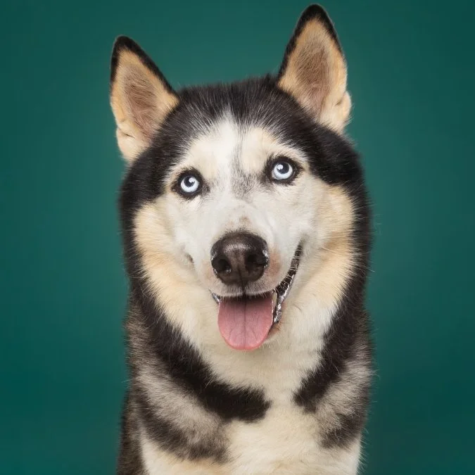 hondenfotoshoot bij honden fotograaf Motherpuppers Studio