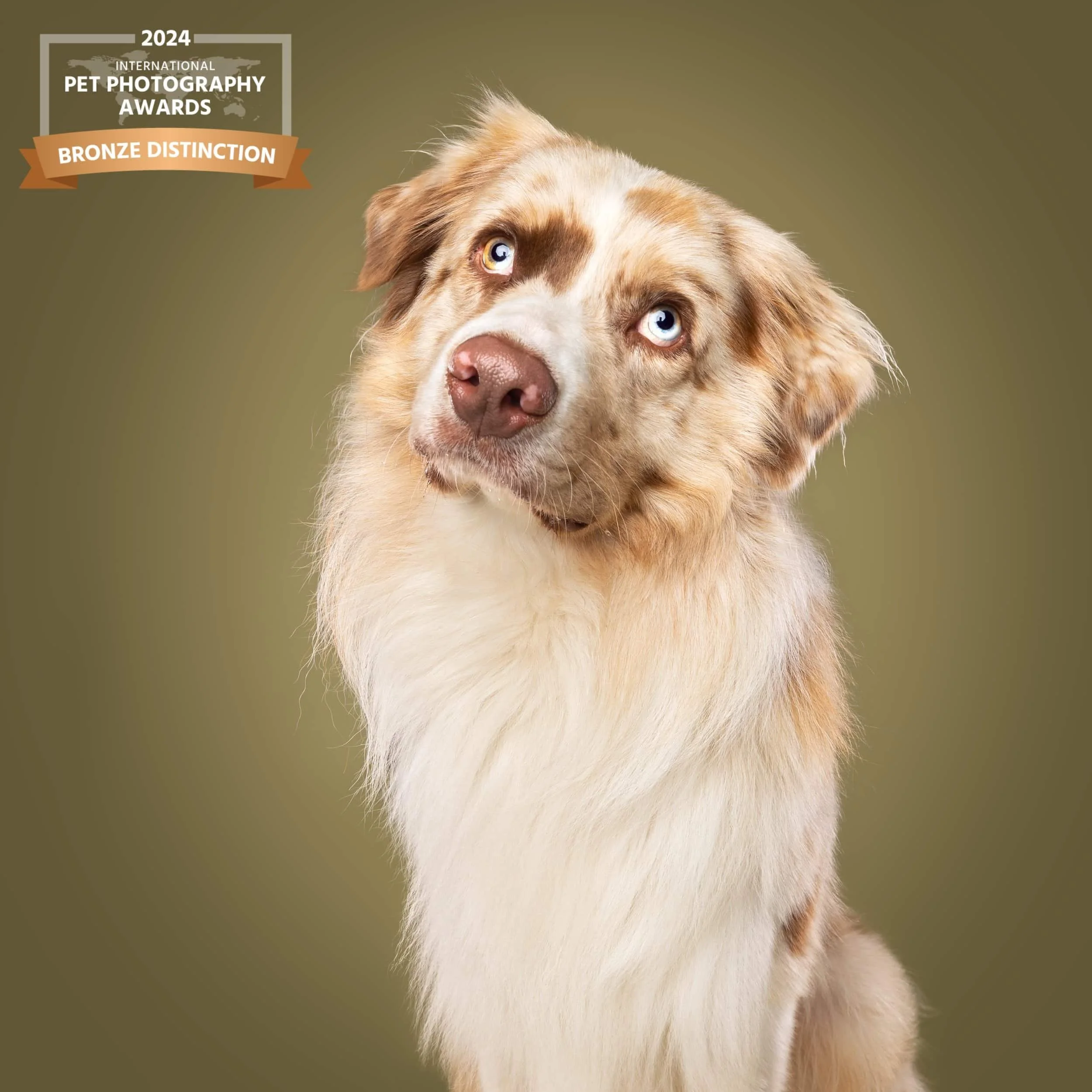 Professionele foto van een australische herder met blauwe ogen, tegen een effen groene achtergrond. In de linker bovenhoek animatie-onderscheid van de International Pet Photography Awards 2024, brons.