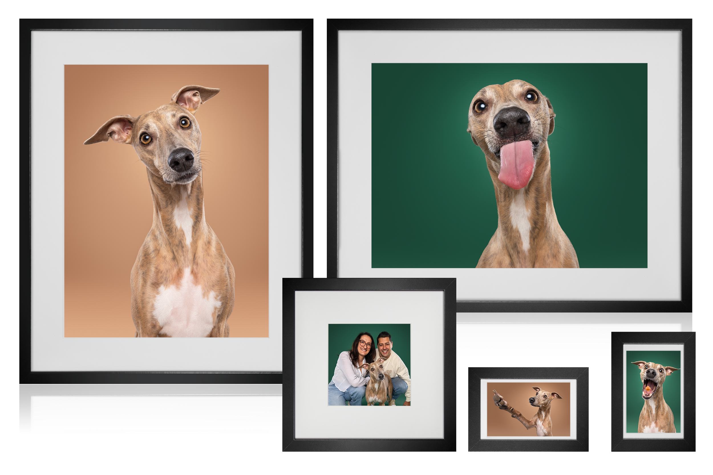 Collage van verschillende foto's van een bruine whippet hond, inclusief close-up portretten en beelden van de hond met verschillende uitdrukkingen en poses, inclusief mensen die met de hond poseren.