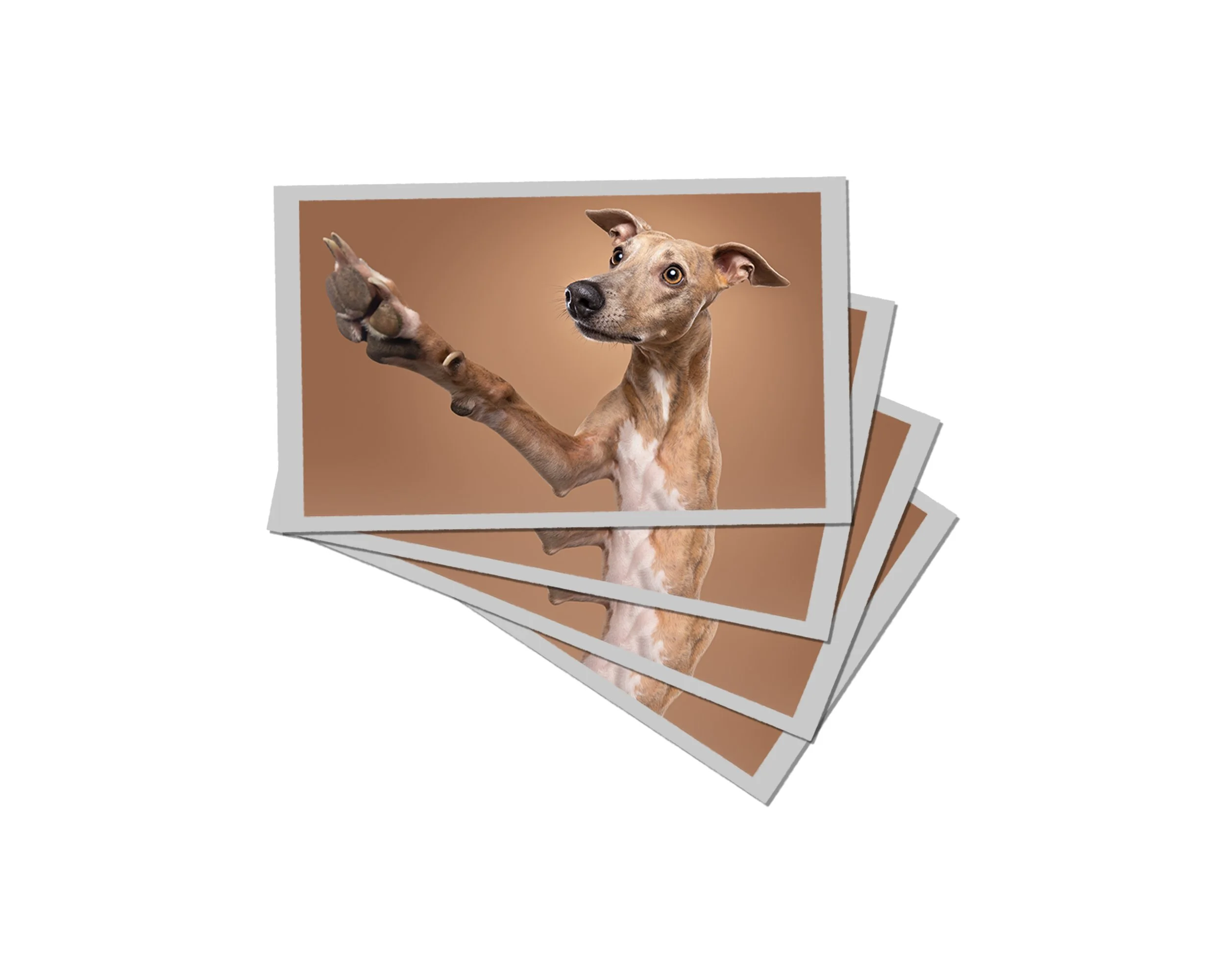 Foto afdrukken op professioneel fotopapier door ons eigen fotovaklab | Exclusief hondenportret van High-End fotostudio Motherpuppers, de nr. 1 bestemming in Europa voor luxe hondenfotografie door award-winning hondenfotograaf Kimberley Jongen