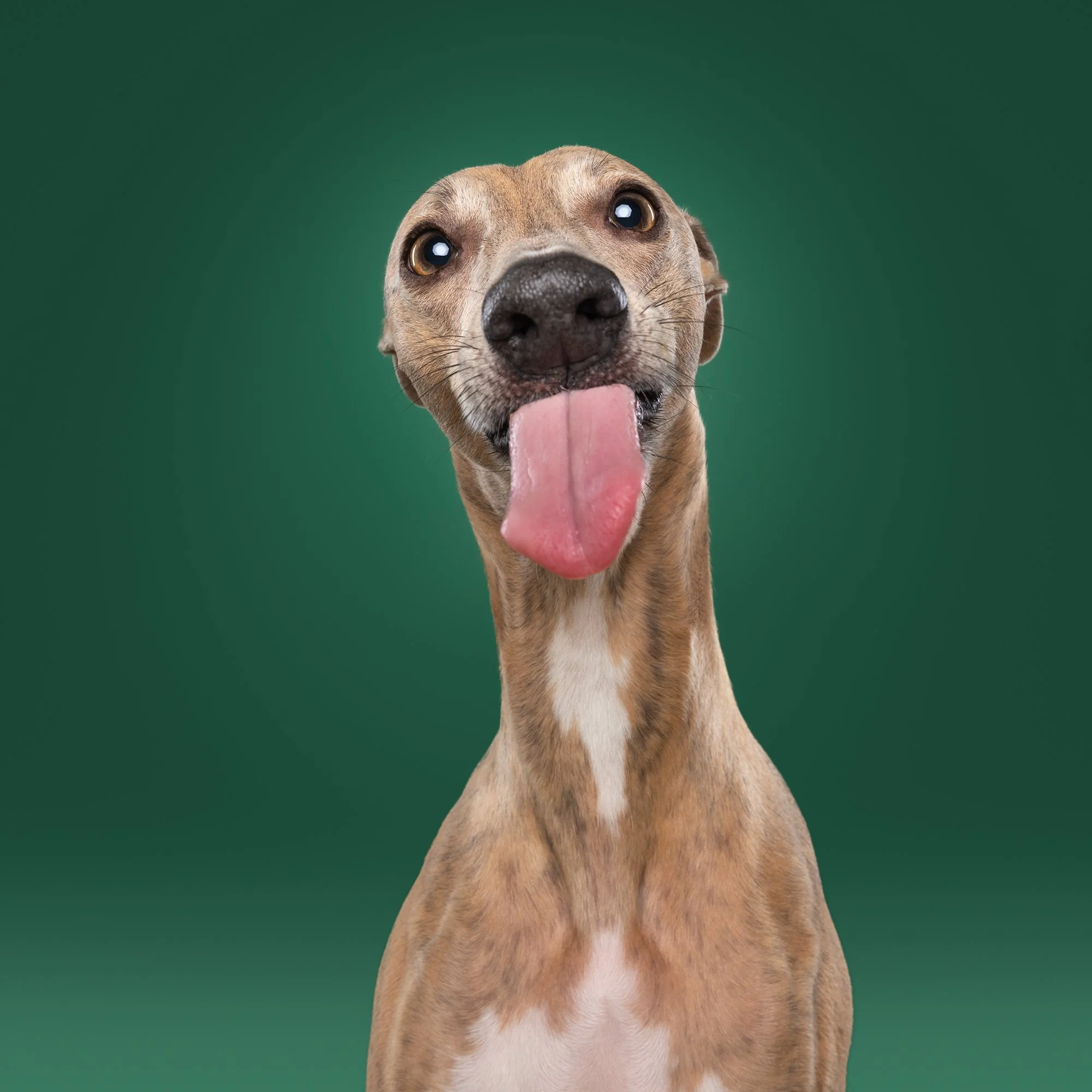 A cheerful, brownish dog with an outstretched tongue and large eyes, with a green background.