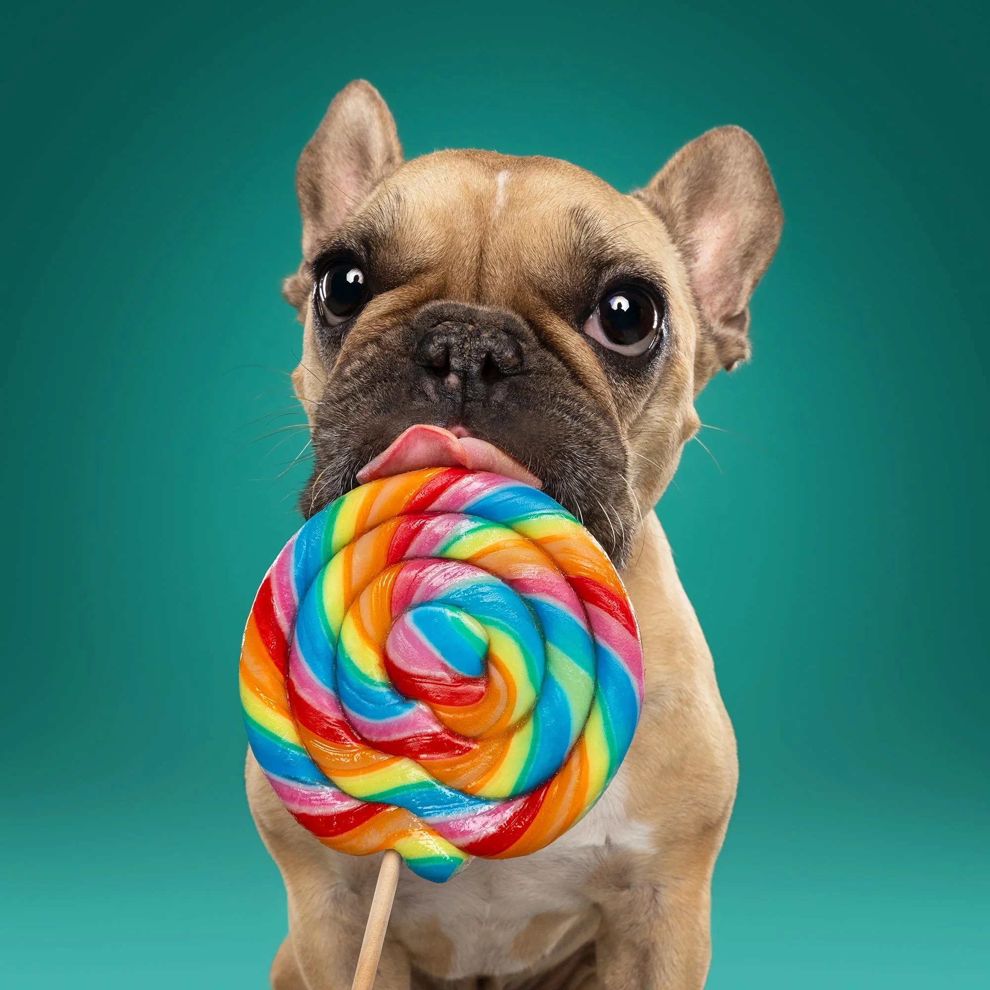 Herder honden fotoshoot