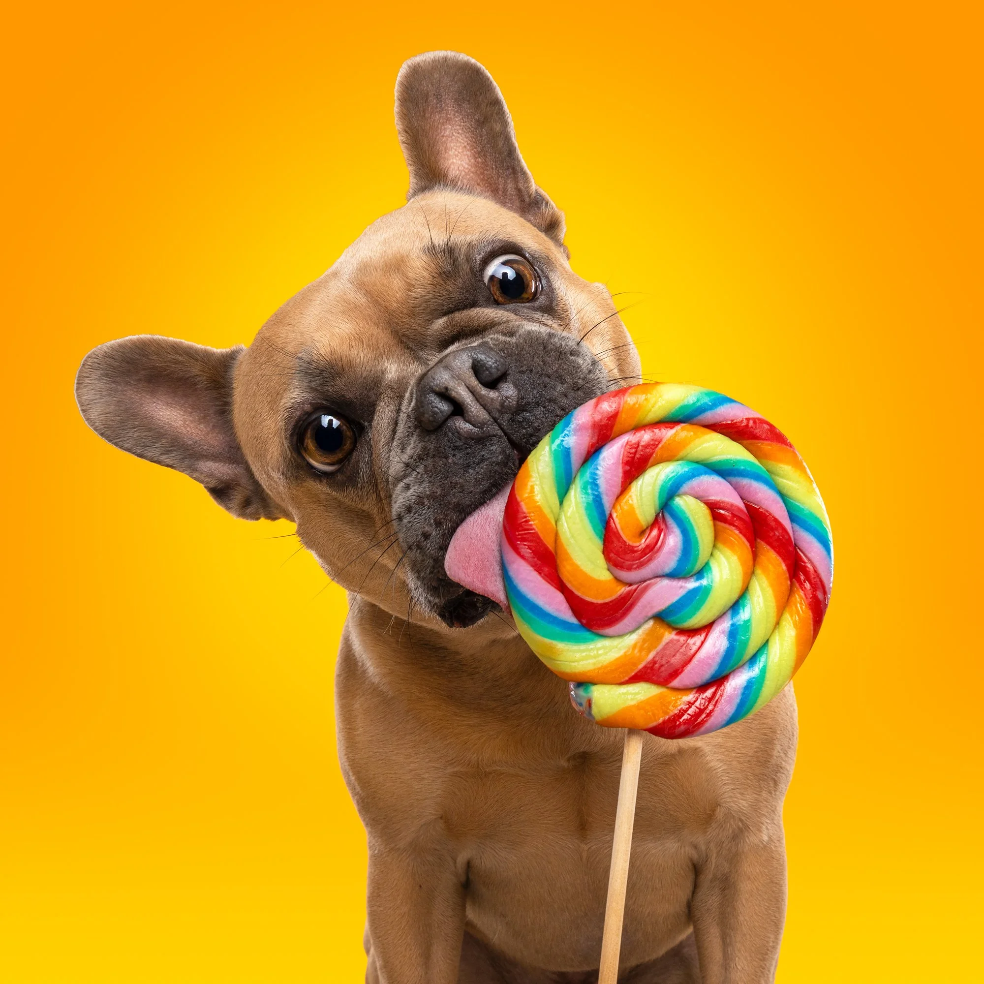 Tara bij hondenfotograaf Motherpuppers Studio