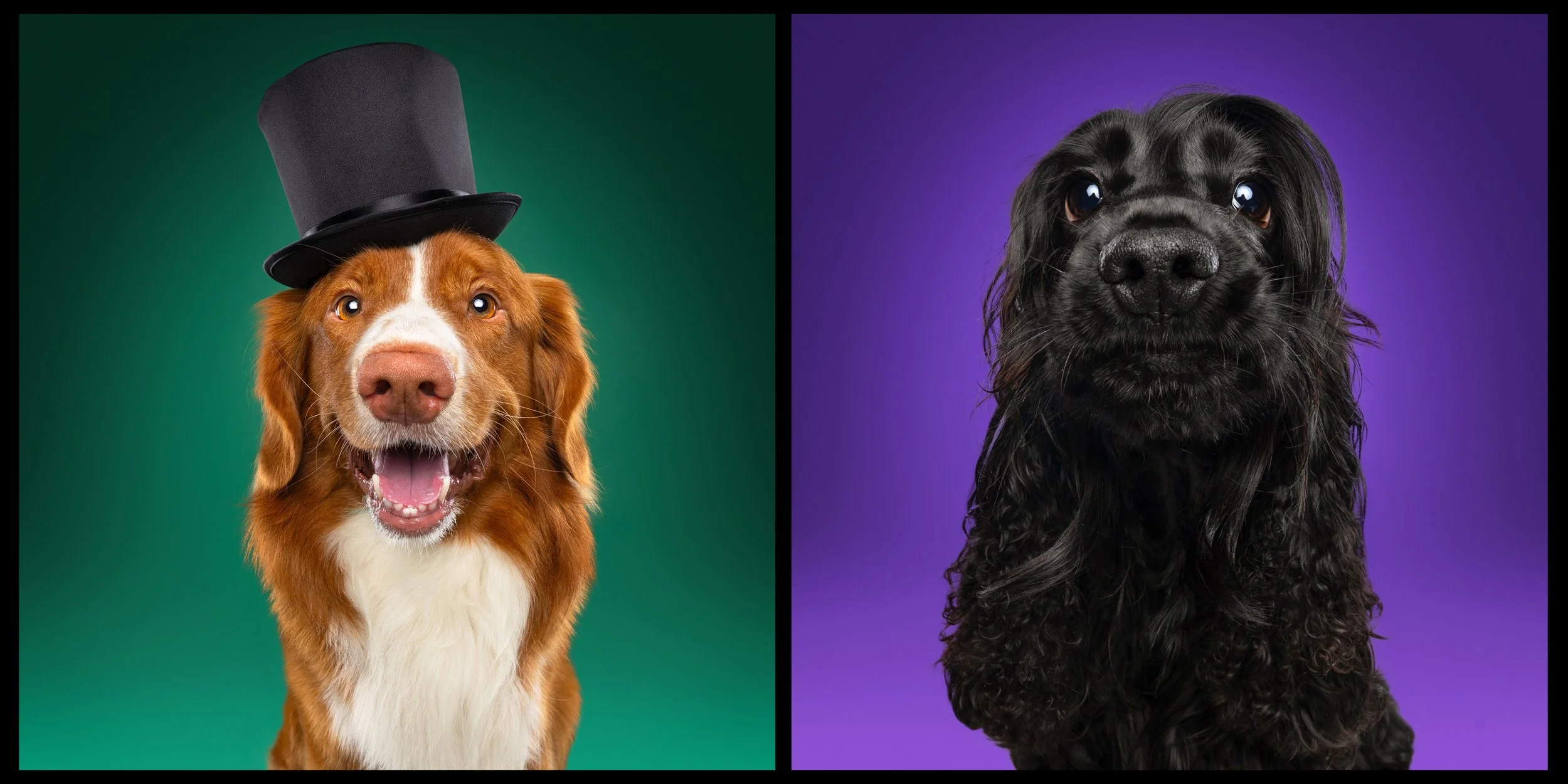 Twee honden op gekleurde achtergronden, links een bruine en witte hond met hoed, rechts een zwarte hond met golvend haar.