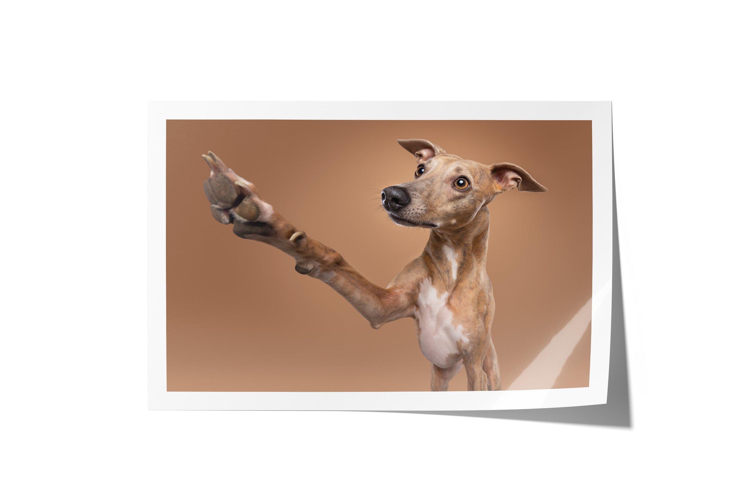 Foto afdruk op fotopapier | Exclusief hondenportret van High-End fotostudio Motherpuppers, de nr. 1 bestemming in Europa voor luxe hondenfotografie door award-winning hondenfotograaf Kimberley Jongen