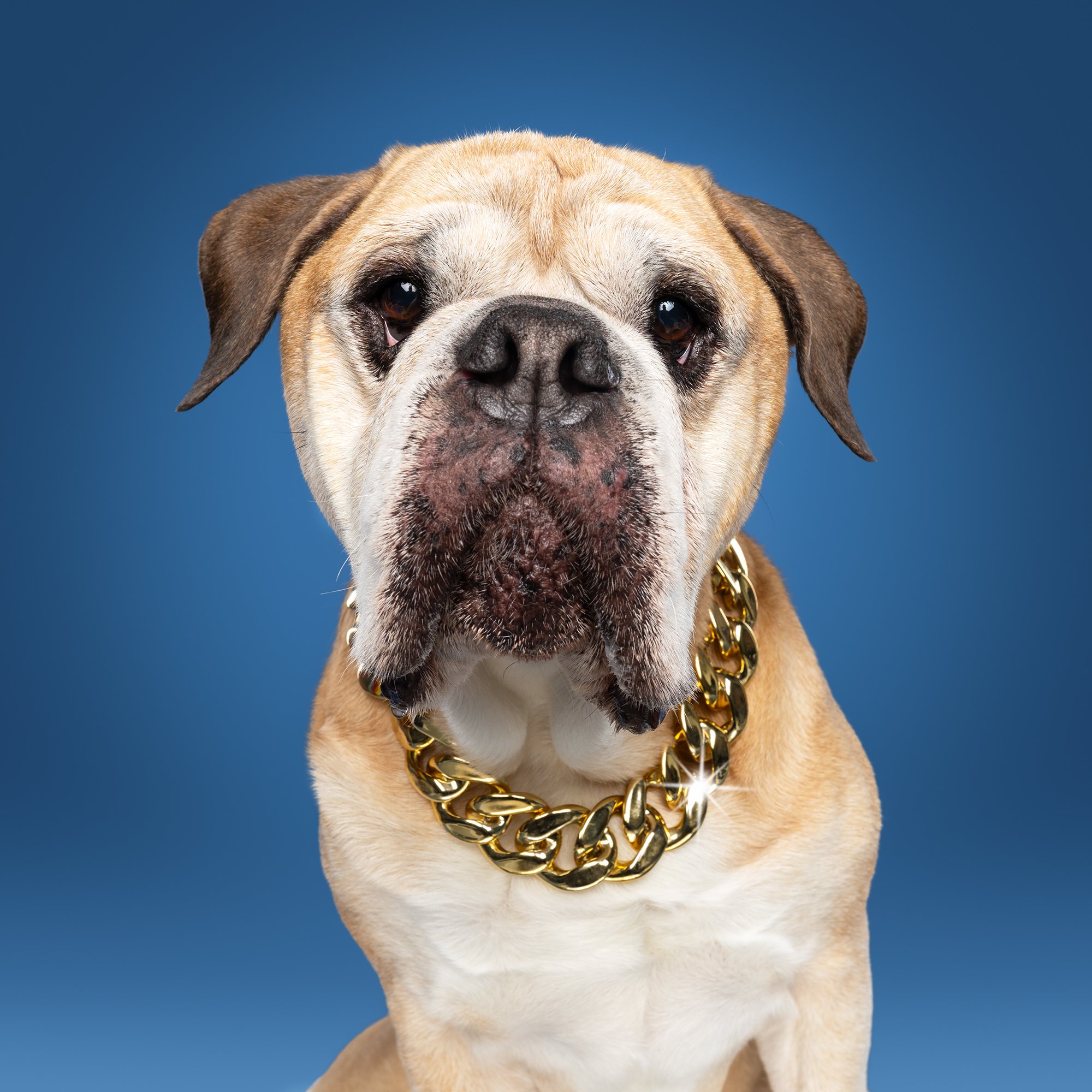 Sjors bij een professionele honden fotoshoot