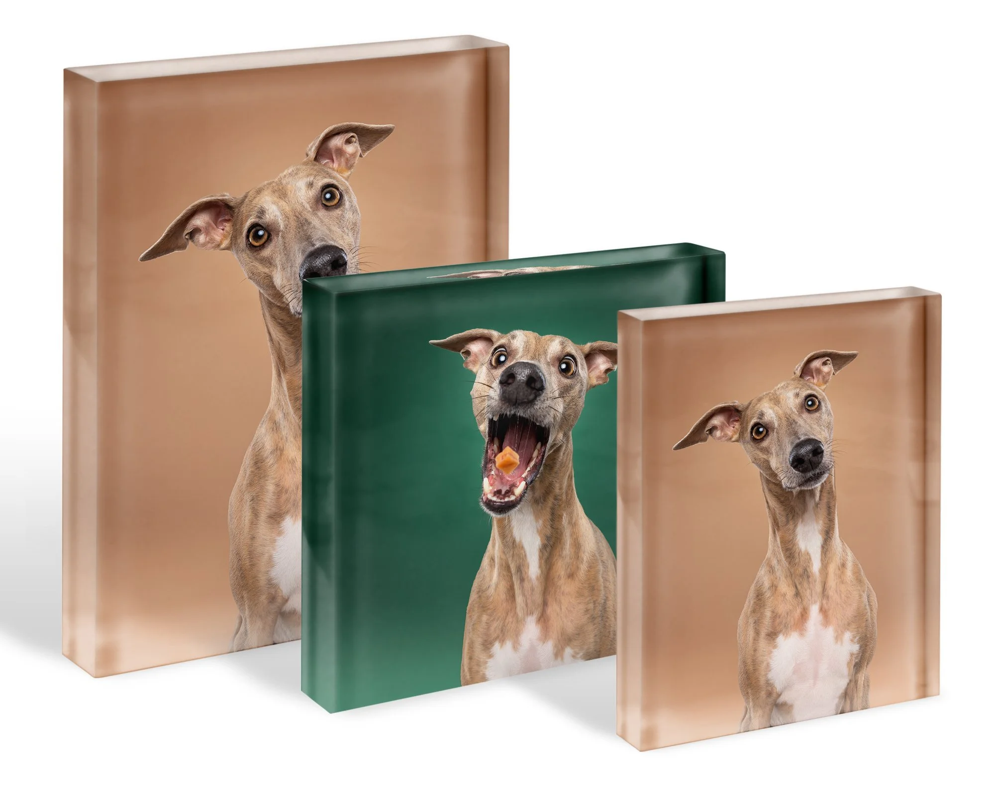 Acrylblok als wanddecoratie | Exclusief hondenportret van High-End fotostudio Motherpuppers, de nr. 1 bestemming in Europa voor luxe hondenfotografie door award-winning hondenfotograaf Kimberley Jongen