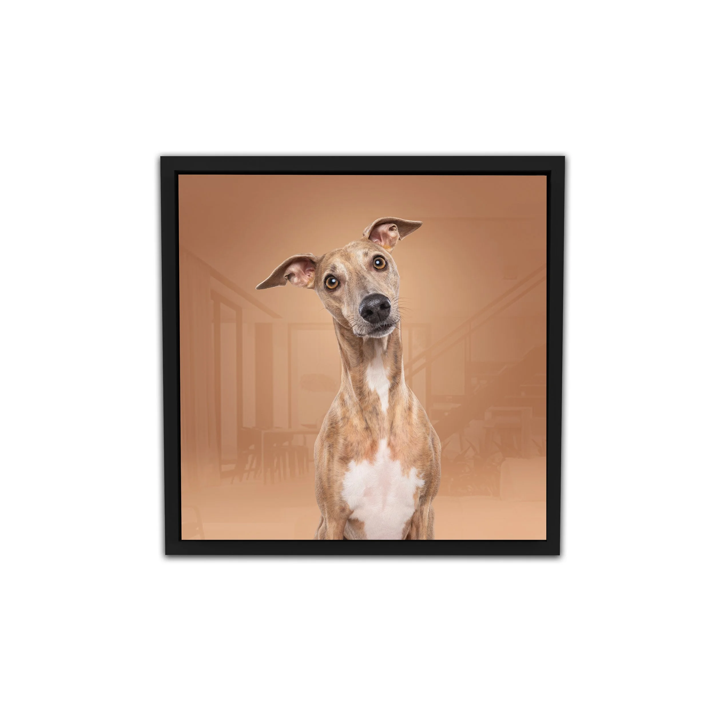 Whippet op een bruine achtergrond | Exclusief hondenportret van High-End fotostudio Motherpuppers, de nr. 1 bestemming in Europa voor luxe hondenfotografie door award-winning hondenfotograaf Kimberley Jongen